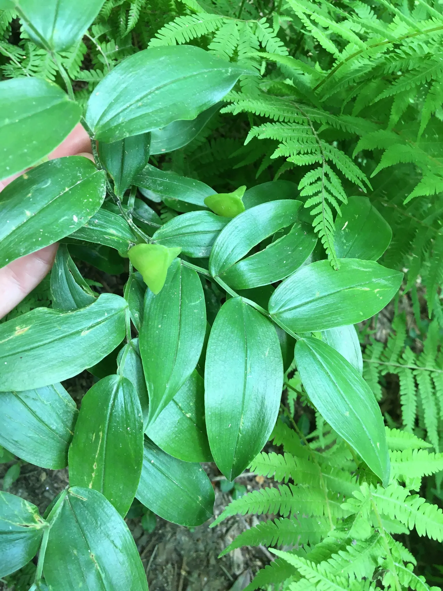 Bellwort (Uvularia Grandiflora) — naturalistic accent to shade gardens; which are approximately 1 to 2 inches in length, image 121