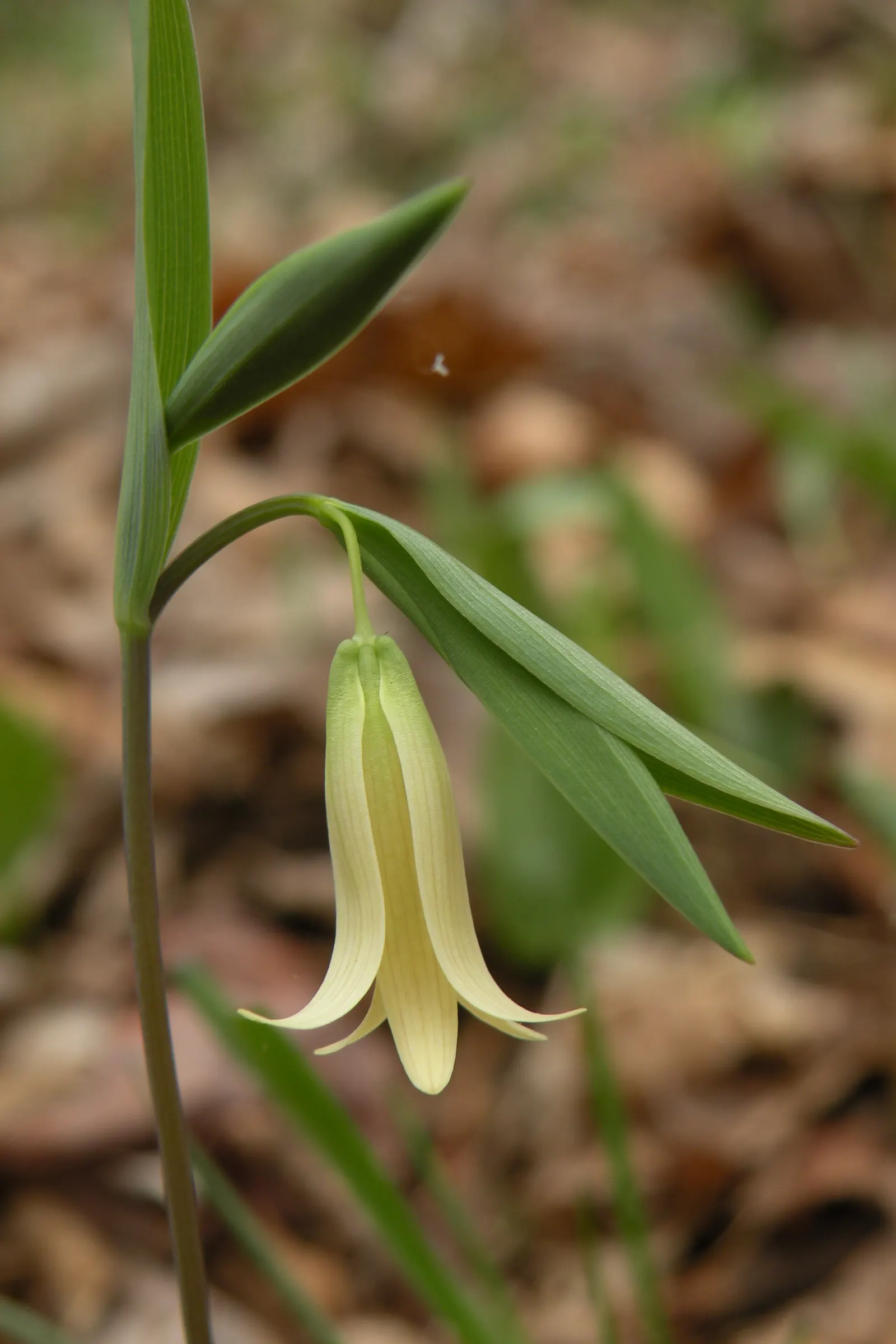 Bellwort (Uvularia Grandiflora) — The bellwort flourishes in dappled shade, image 104