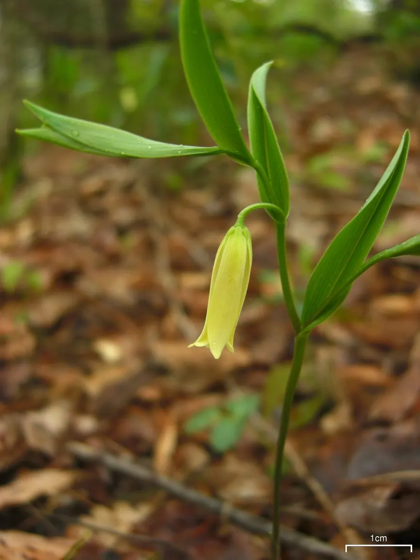Bellwort (Uvularia Grandiflora) — yellow flowers in the garden; naturalistic accent to shade gardens