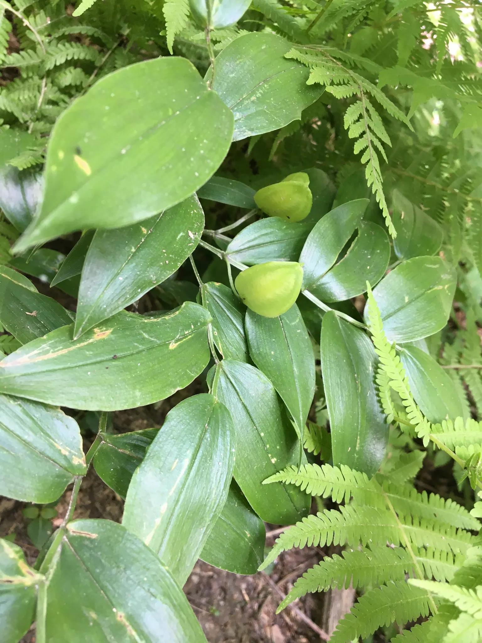 Bellwort (Uvularia Grandiflora) — It boasts pendulous, bell-shaped yellow flowers up to 2 inches long in spring; including bees and