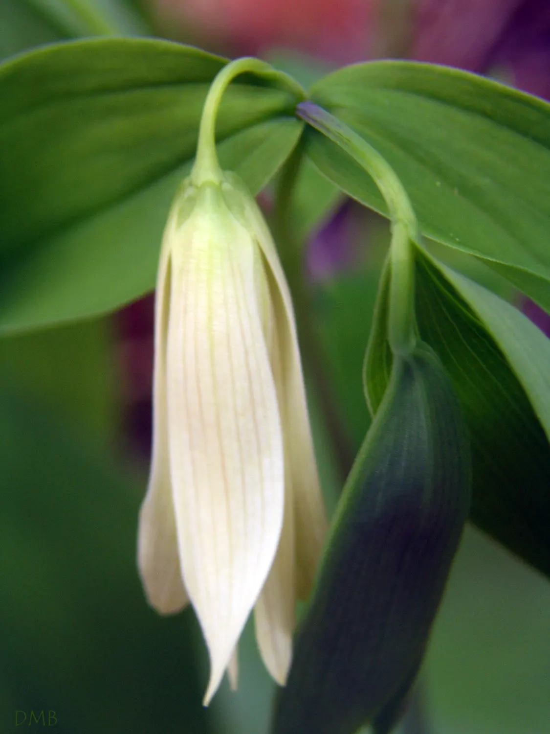Bellwort (Uvularia Grandiflora) — The bellwort flourishes in dappled shade, image 35