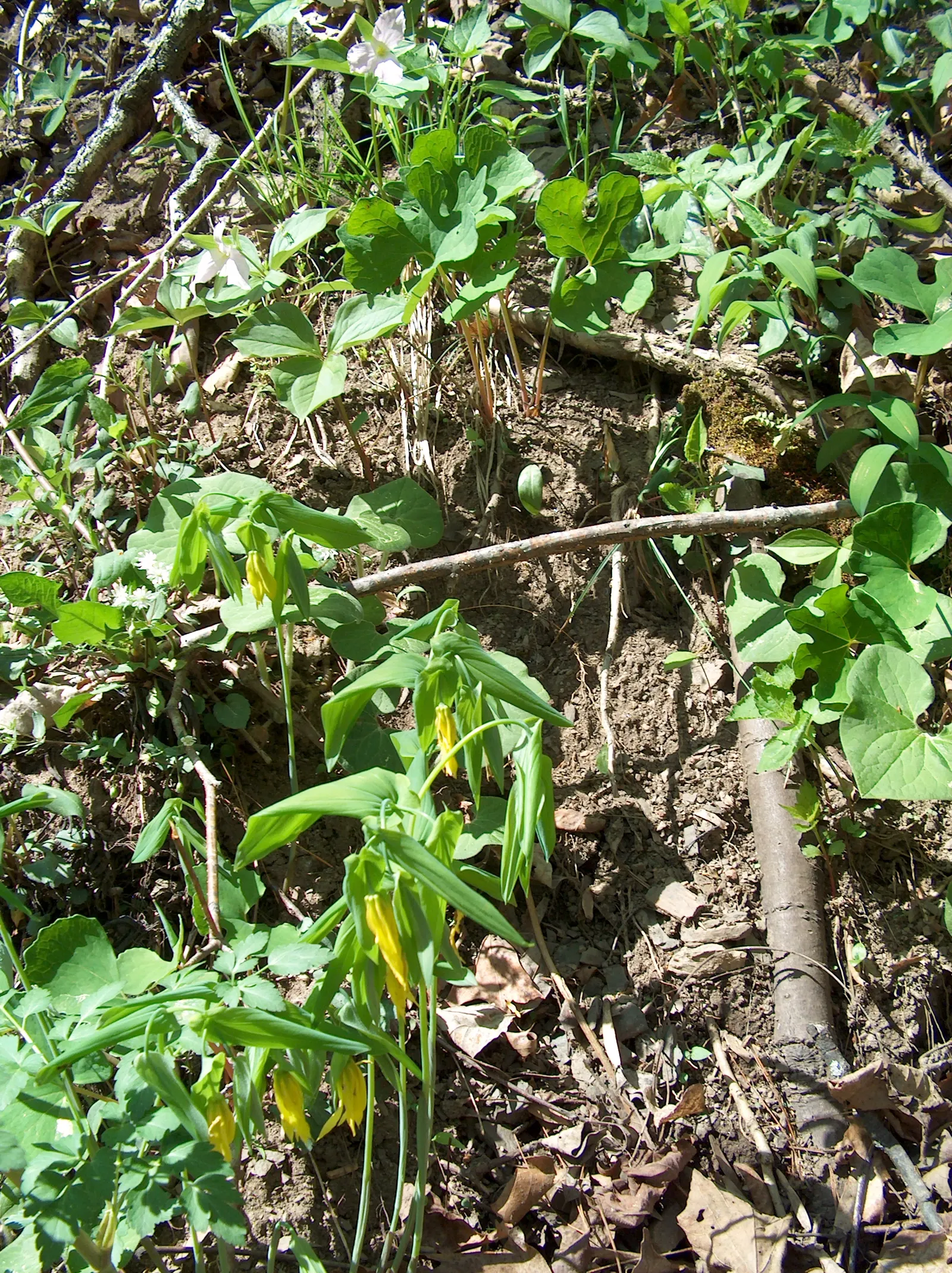 Bellwort (Uvularia Grandiflora) — commonly known as Bellwort or Large-flowered Bellwort; its lance-shaped leaves clasp the stem, giving a twisted appearance