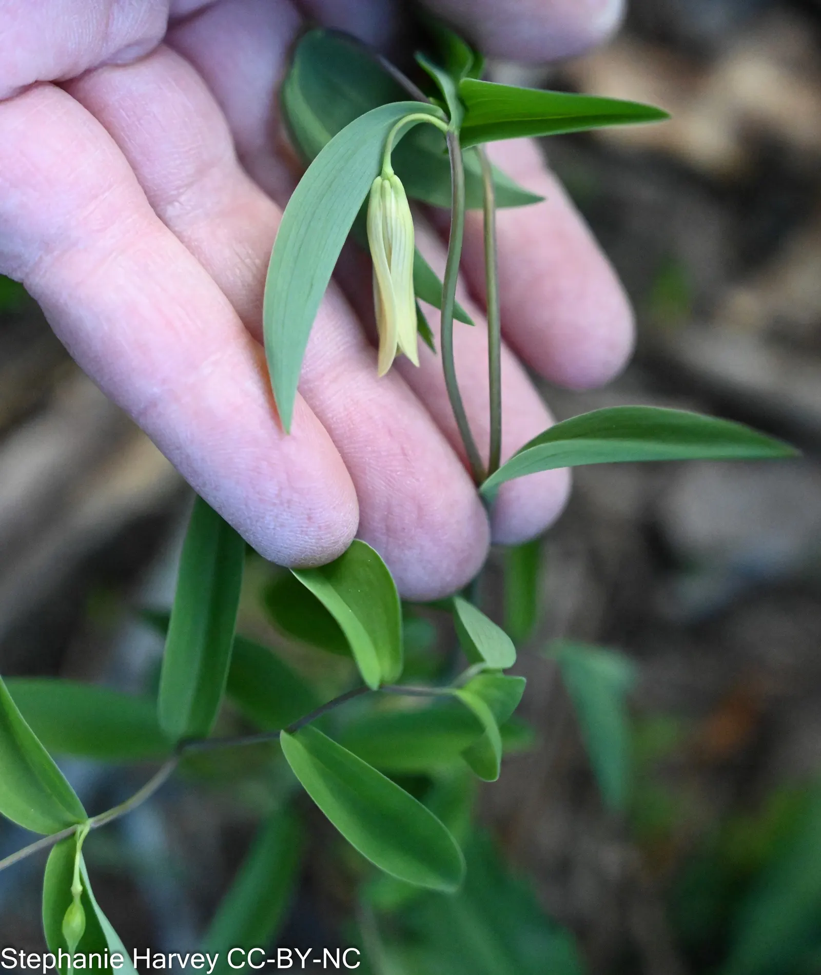 Bellwort (Uvularia Grandiflora) — The bellwort flourishes in dappled shade, image 127