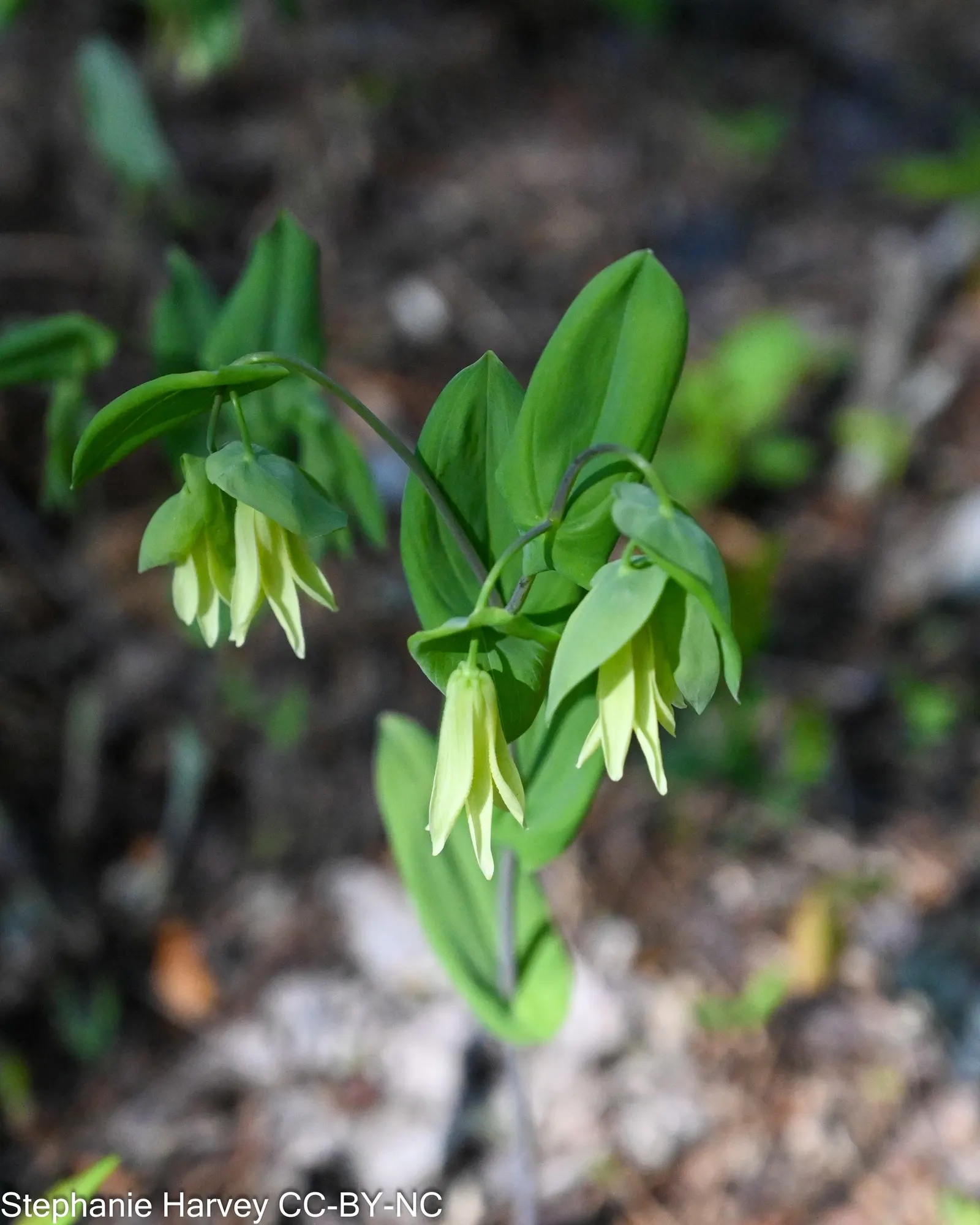 Bellwort (Uvularia Grandiflora) — Preferring partial to full shade and moist; a component of the Colchicaceae family