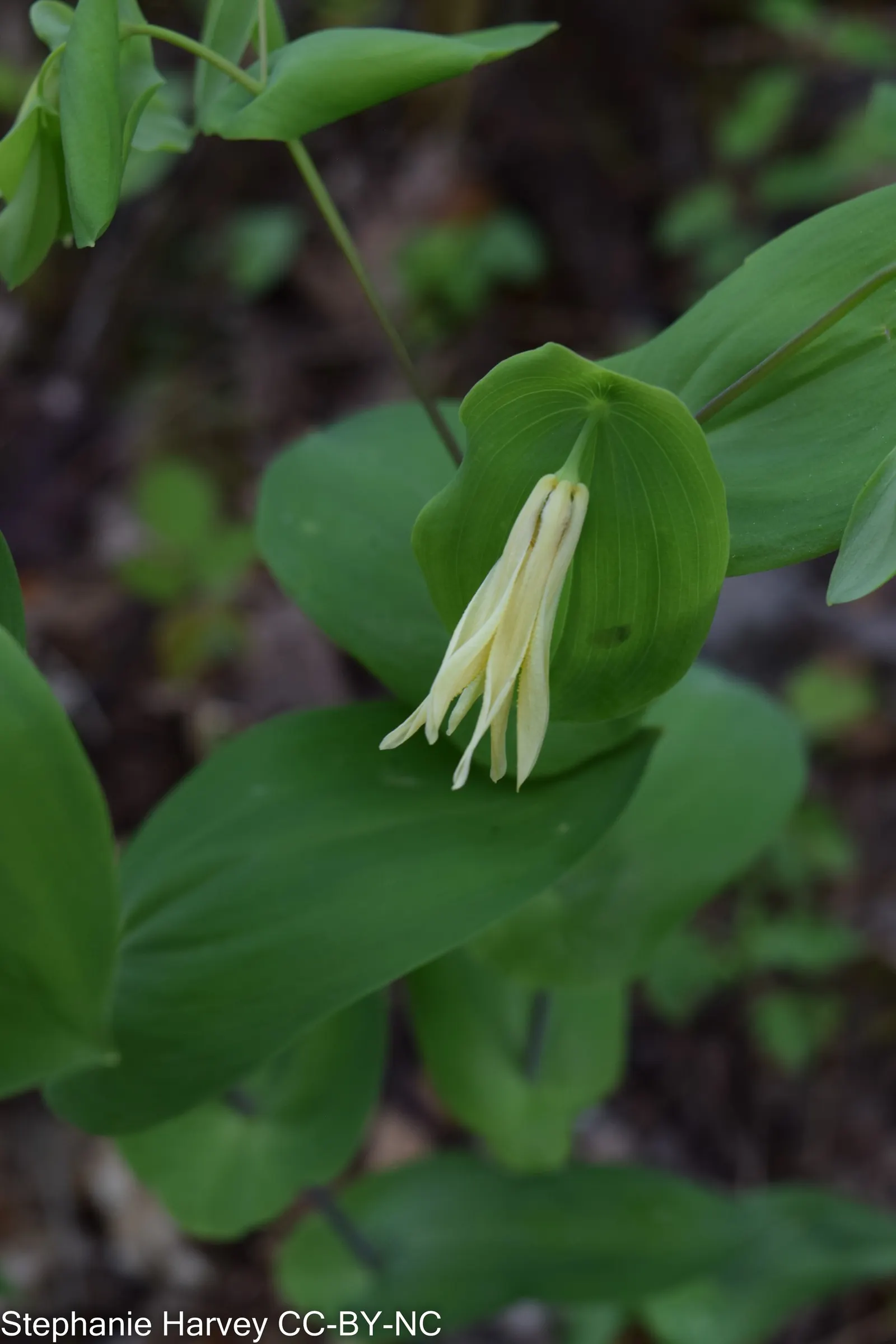 Bellwort (Uvularia Grandiflora) — smooth texture that adds to its visual appeal; it boasts pendulous, bell-shaped yellow flowers up to 2 inches, image 60