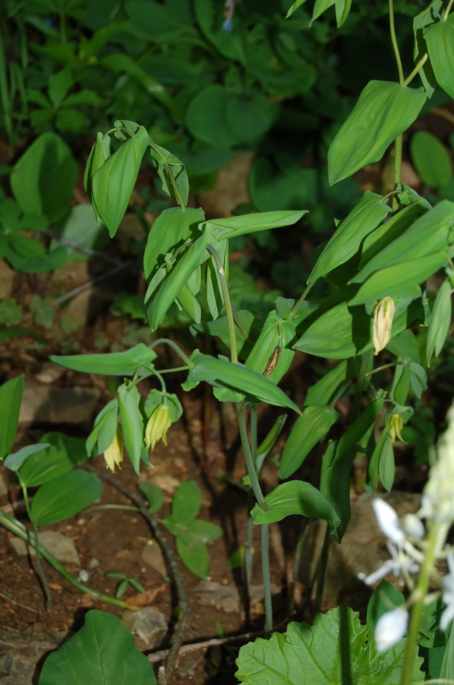 Bellwort (Uvularia Grandiflora) — is a charming woodland perennial reaching 12-18 inches in height; exemplifying its adaptability to a range of, image 94