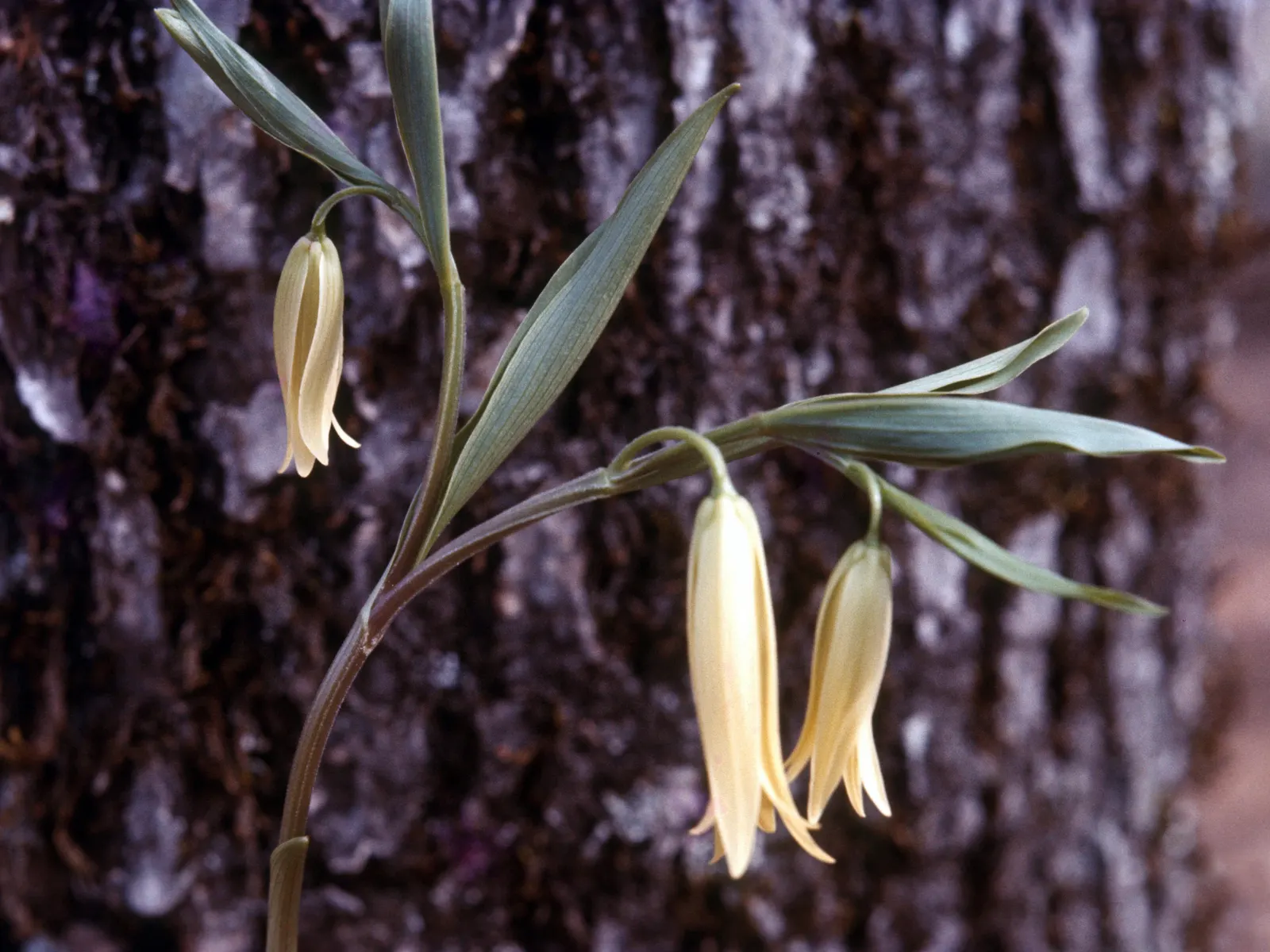 Bellwort (Uvularia Grandiflora) — the bellwort produces pendulous; it thrives in USDA hardiness zones 3 through 9, image 130