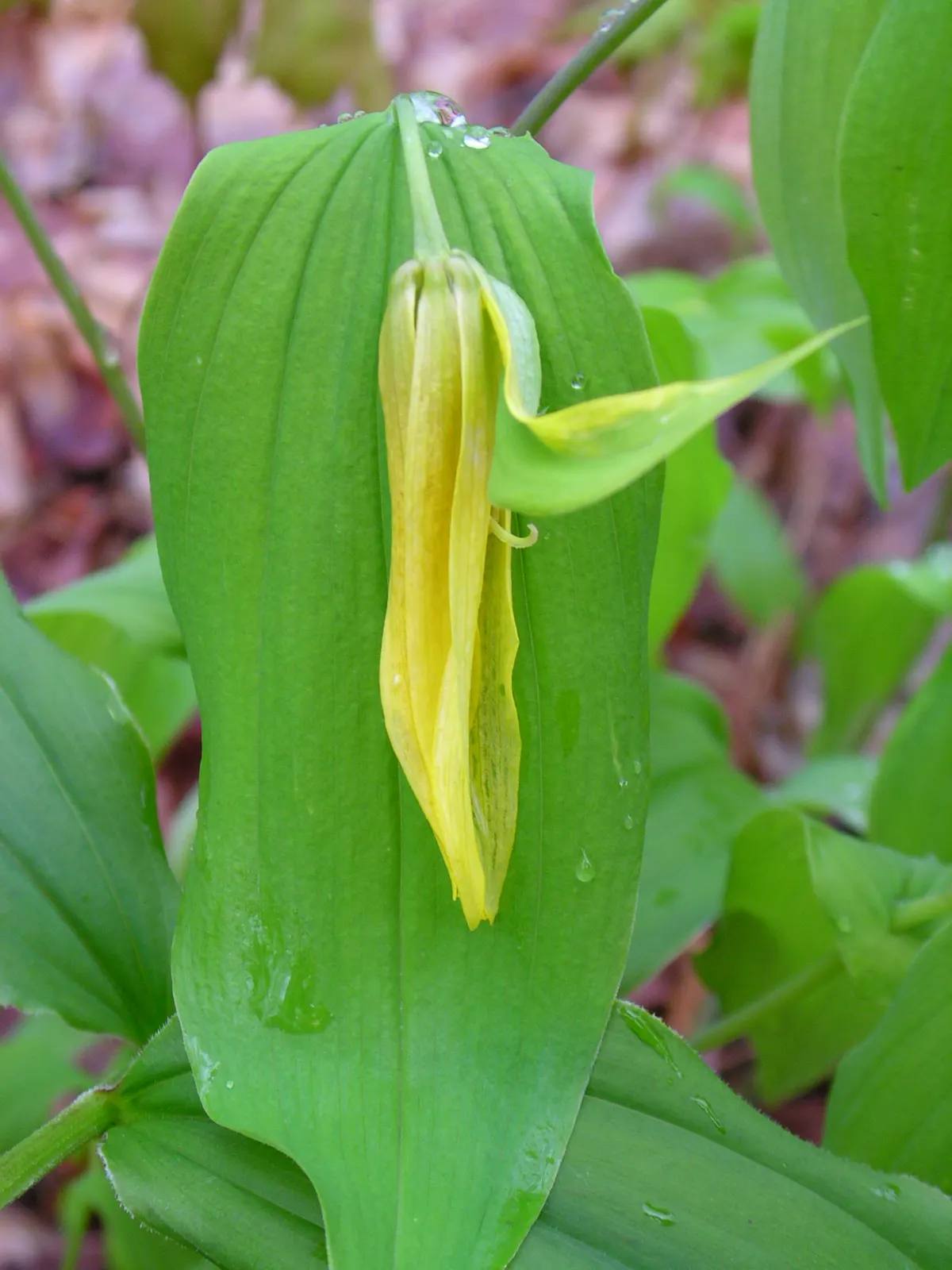 Bellwort (Uvularia Grandiflora) — Preferring partial to full shade and moist