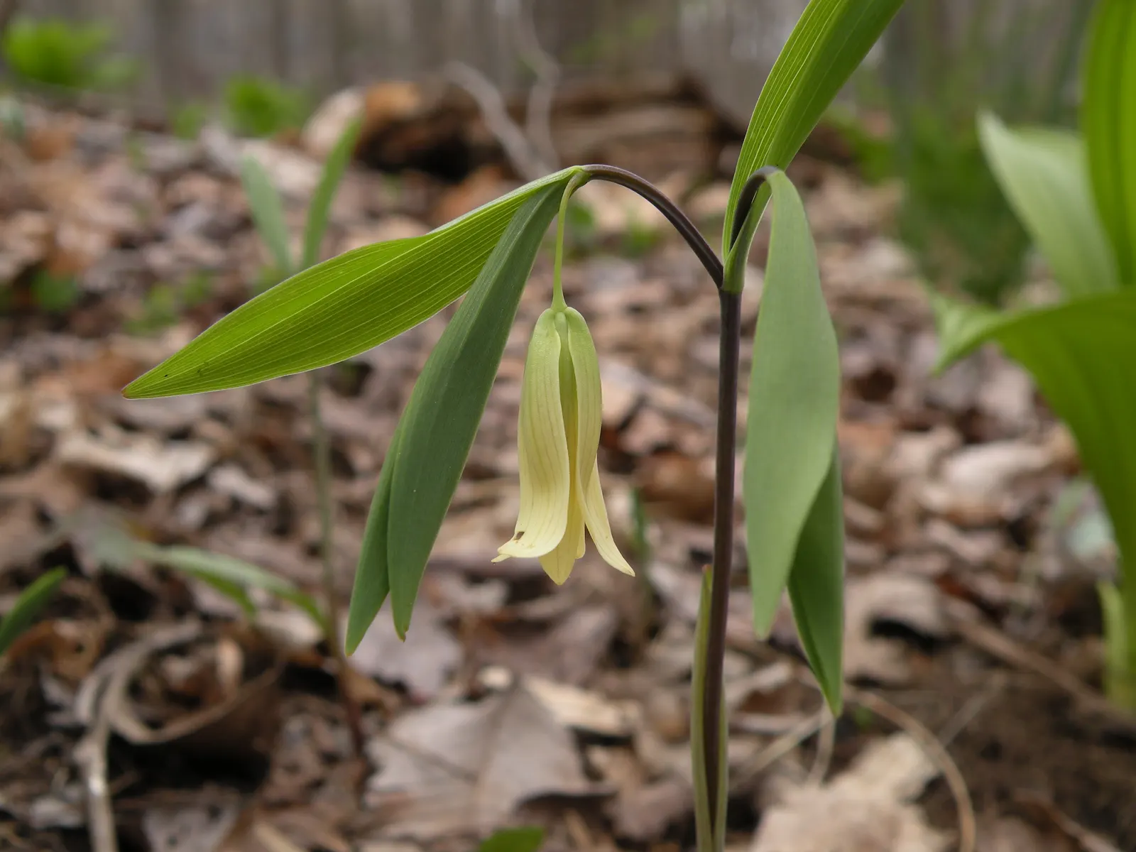 Bellwort (Uvularia Grandiflora) — it thrives in USDA hardiness zones 3 through 9; yellow flowers in the garden, image 125