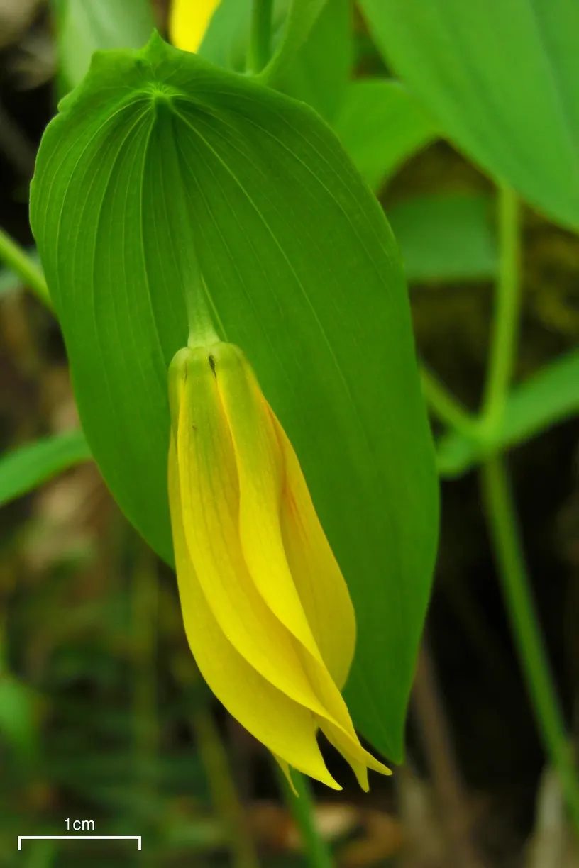 Bellwort (Uvularia Grandiflora) — Its lance-shaped leaves clasp the stem, giving a twisted appearance; is a charming woodland perennial reaching, image 96