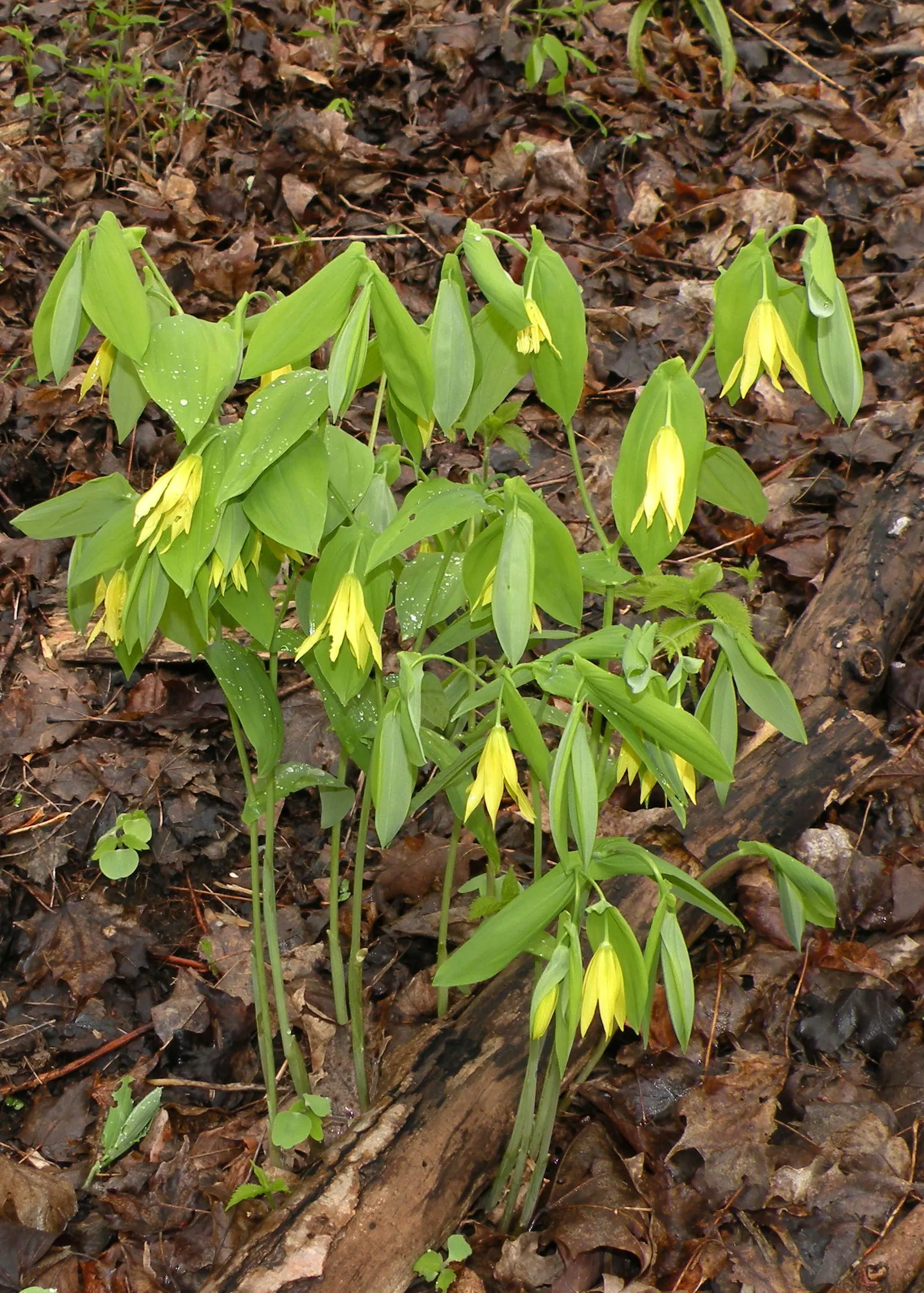 Bellwort (Uvularia Grandiflora) — A component of the Colchicaceae family; smooth texture that adds to its visual appeal, image 55
