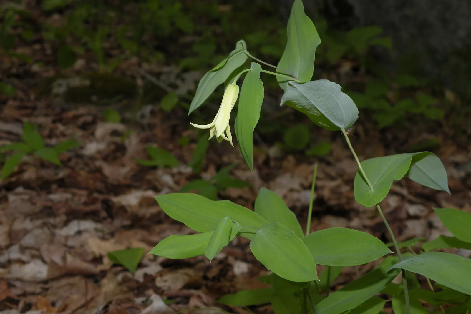 Bellwort (Uvularia Grandiflora) — exemplifying its adaptability to a range of temperate conditions