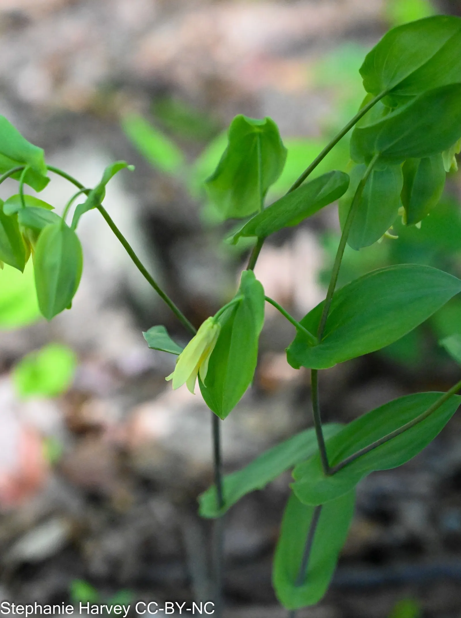 Bellwort (Uvularia Grandiflora) — A component of the Colchicaceae family