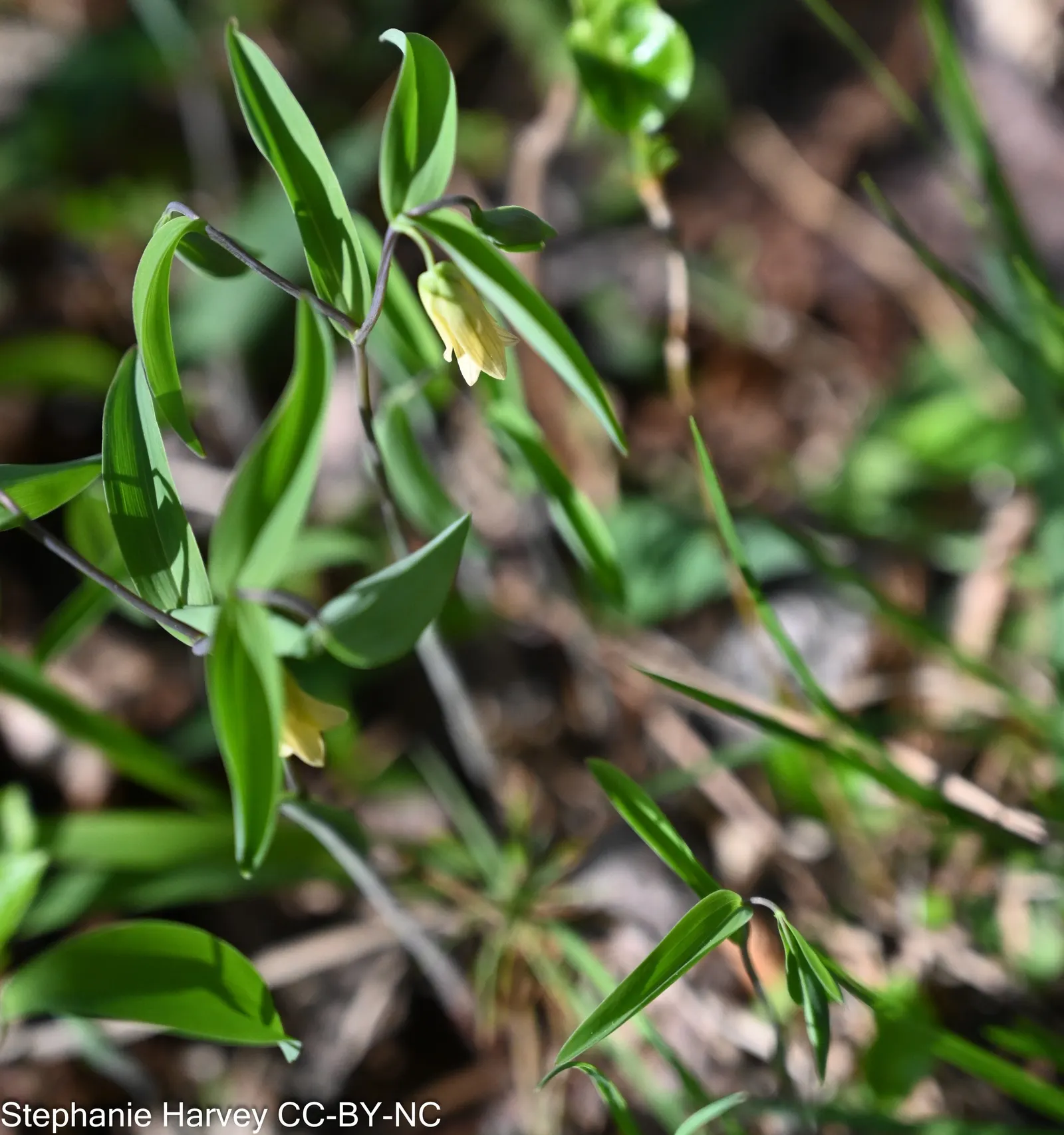 Bellwort (Uvularia Grandiflora) — making it a perfect understory plant for woodland or naturalized garden settings; where its serene flowers and, image 105