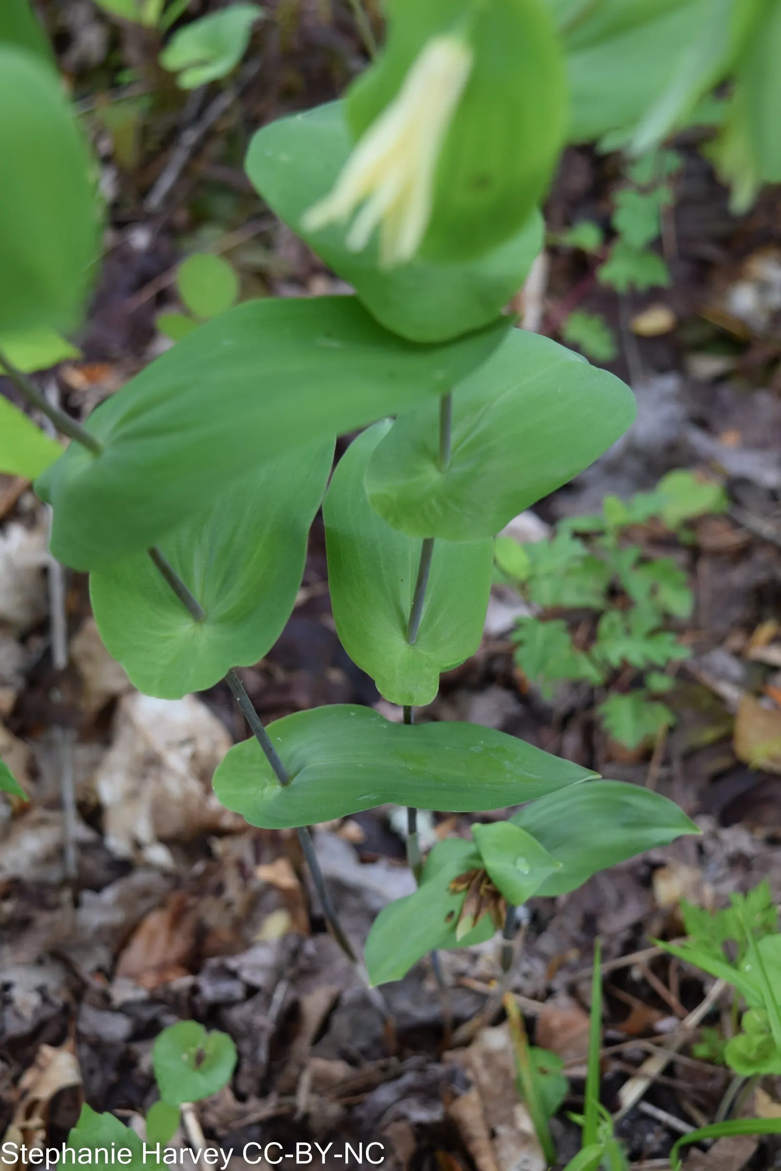 Bellwort (Uvularia Grandiflora) — Its lance-shaped leaves clasp the stem, giving a twisted appearance; is a charming woodland perennial reaching, image 119