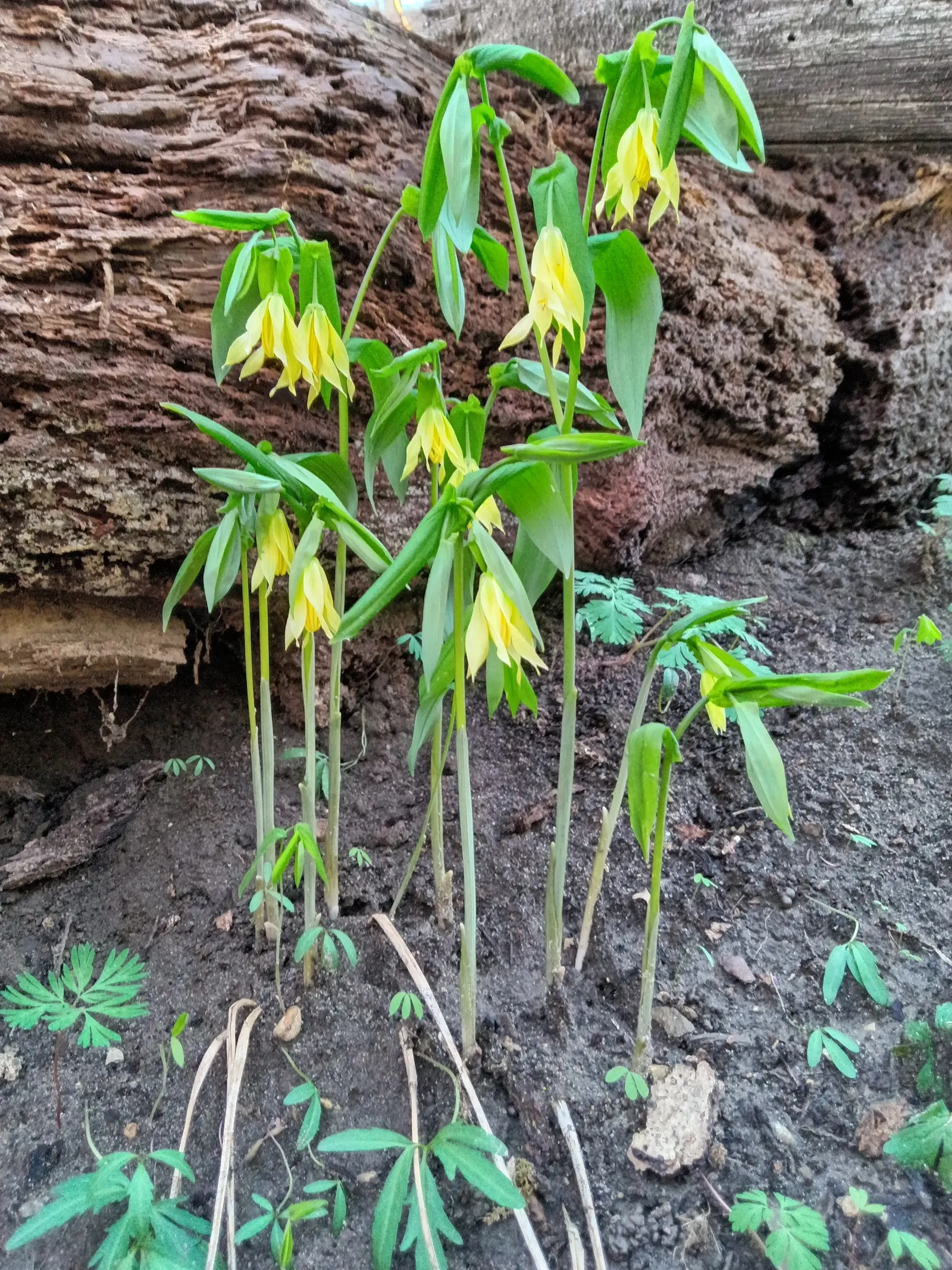 Bellwort (Uvularia Grandiflora) — it thrives in USDA hardiness zones 3 through 9; yellow flowers in the garden, image 102
