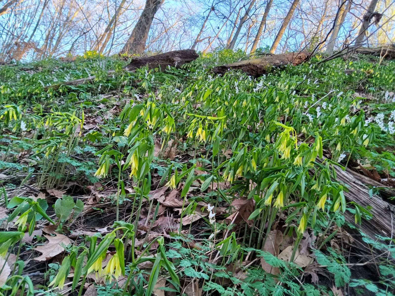Bellwort (Uvularia Grandiflora) — yellow flowers in the garden; naturalistic accent to shade gardens, image 90