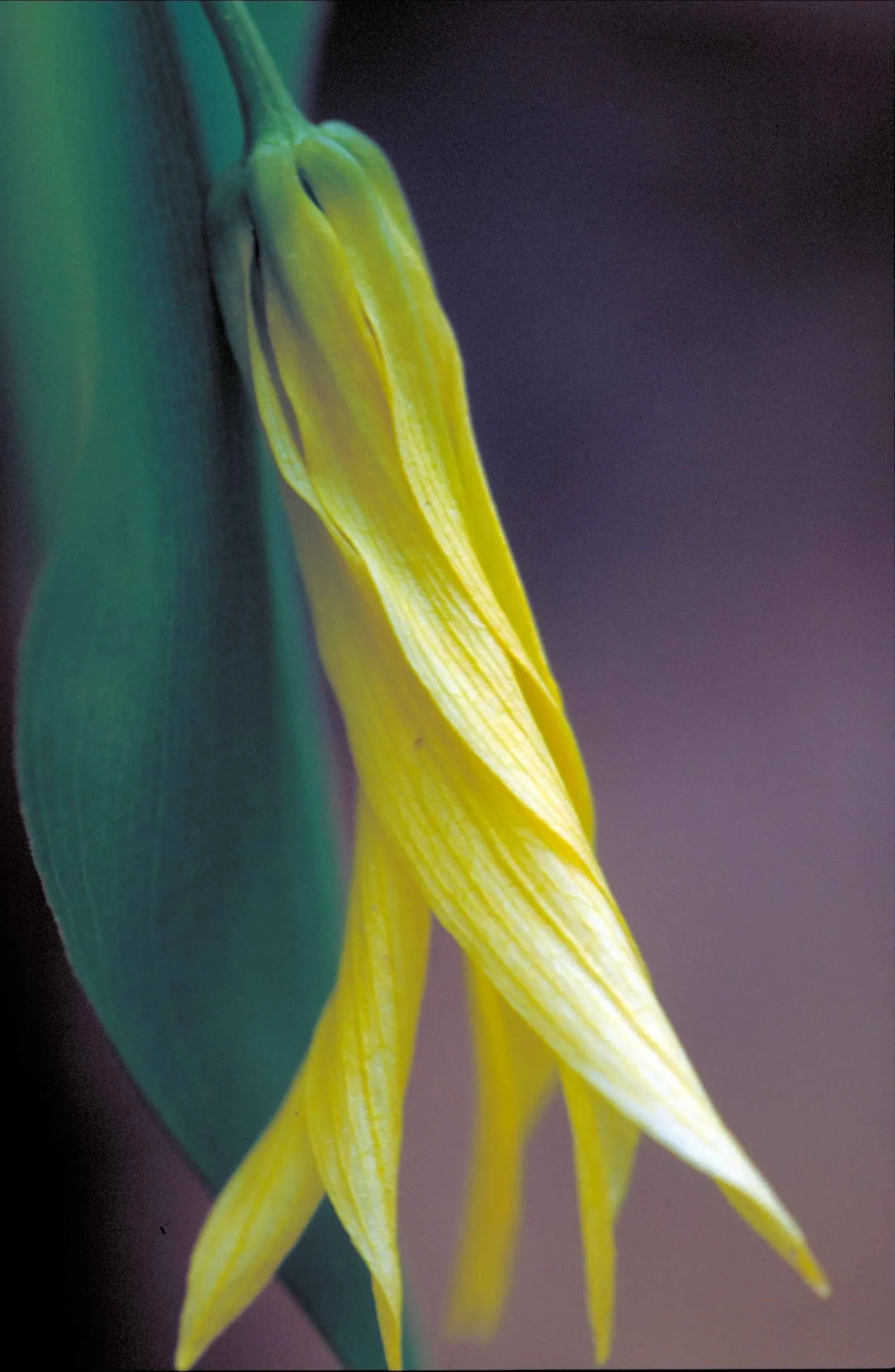 Bellwort (Uvularia Grandiflora) — which are approximately 1 to 2 inches in length; these bell-shaped blooms not only offer a subtle aesthetic, image 131
