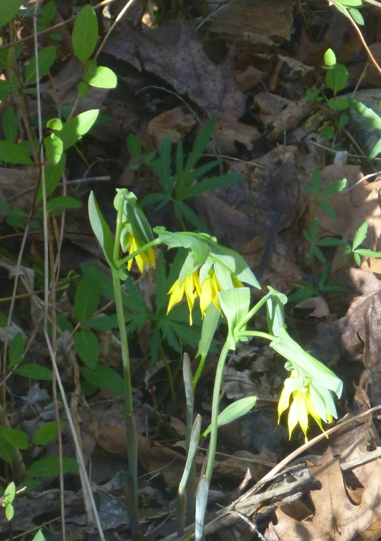 Bellwort (Uvularia Grandiflora) — where its serene flowers and foliage can provide a natural; the bellwort produces pendulous