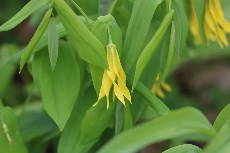 Bellwort (Uvularia Grandiflora) — It boasts pendulous, bell-shaped yellow flowers up to 2 inches long in spring; including bees and, image 49