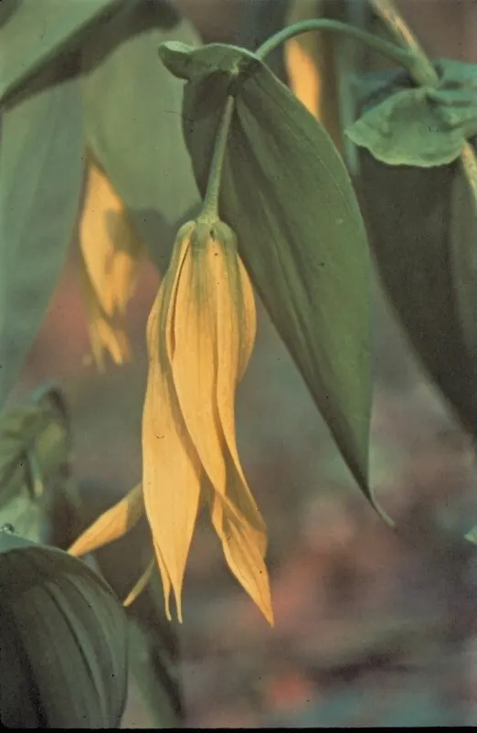 Bellwort (Uvularia Grandiflora) — These bell-shaped blooms not only offer a subtle aesthetic quality but also attract a variety of pollinators; commonly known