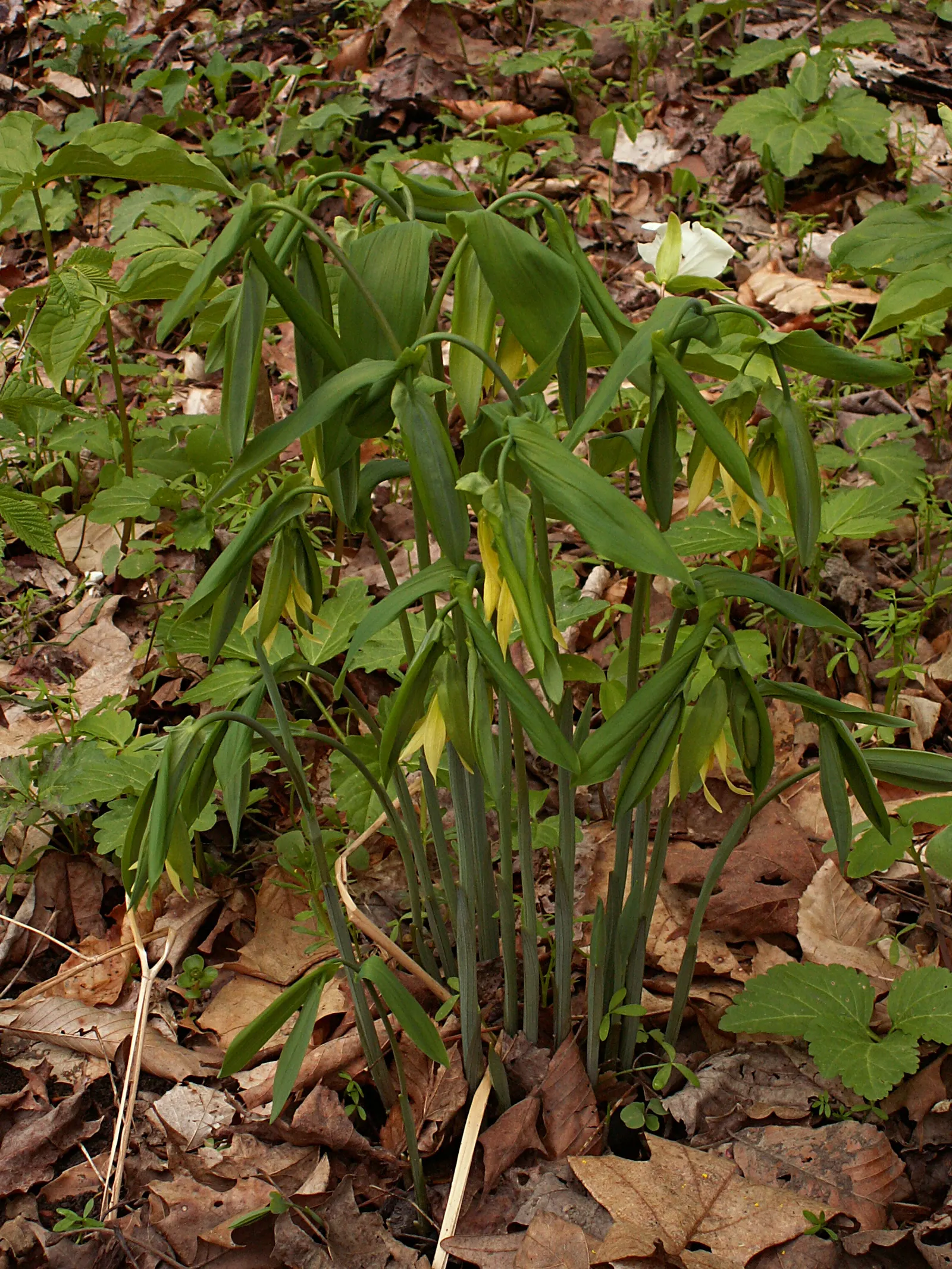 Bellwort (Uvularia Grandiflora) — Its lance-shaped leaves clasp the stem, giving a twisted appearance; is a charming woodland perennial reaching 12-18 inches