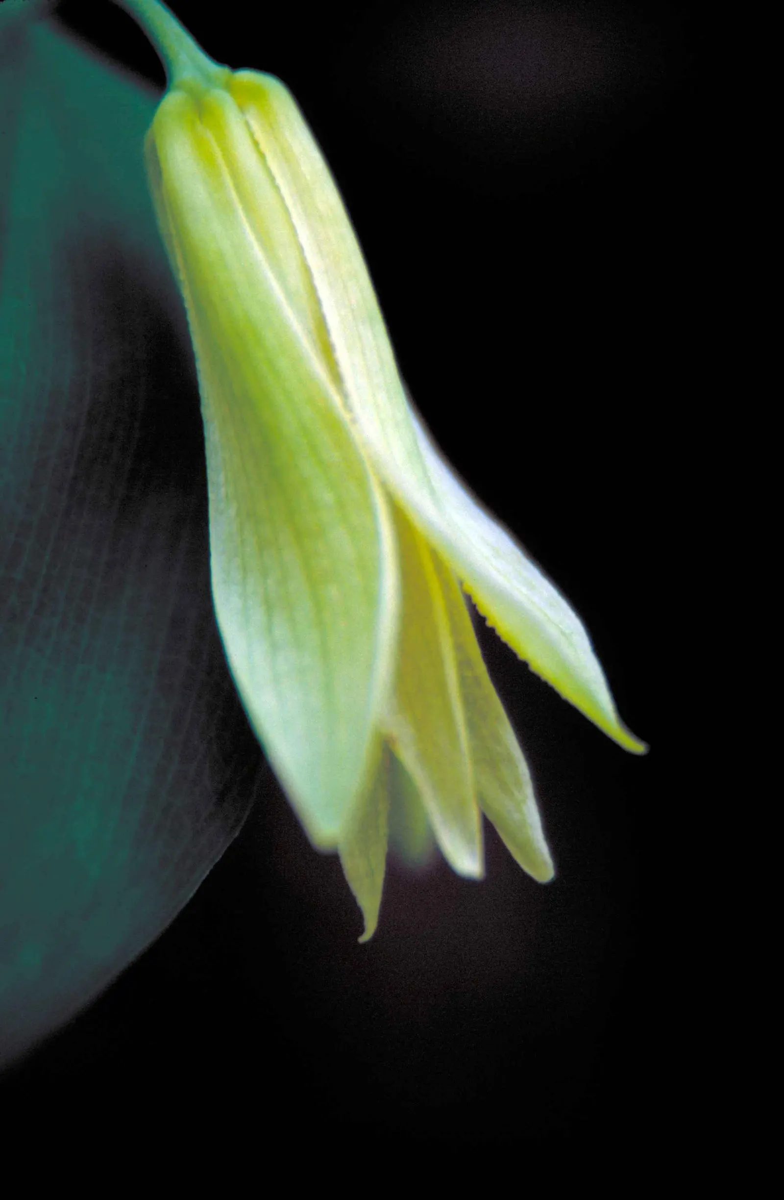 Bellwort (Uvularia Grandiflora) — it thrives in USDA hardiness zones 3 through 9
