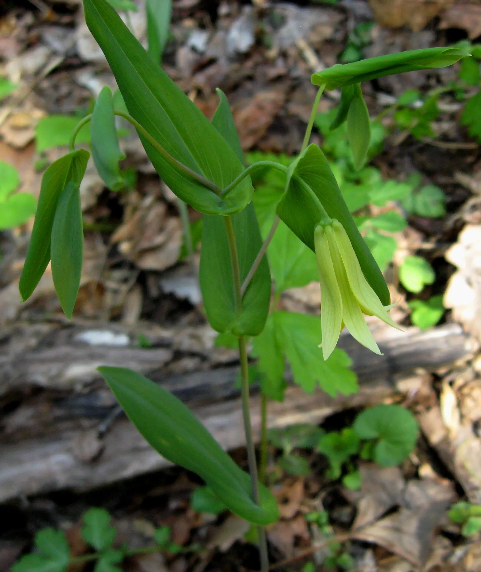 Bellwort (Uvularia Grandiflora) — It boasts pendulous, bell-shaped yellow flowers up to 2 inches long in spring; including bees and, image 118
