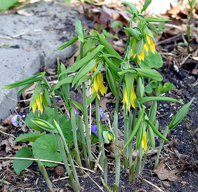 Bellwort (Uvularia Grandiflora) — is a charming woodland perennial reaching 12-18 inches in height; exemplifying its adaptability to a range of, image 71