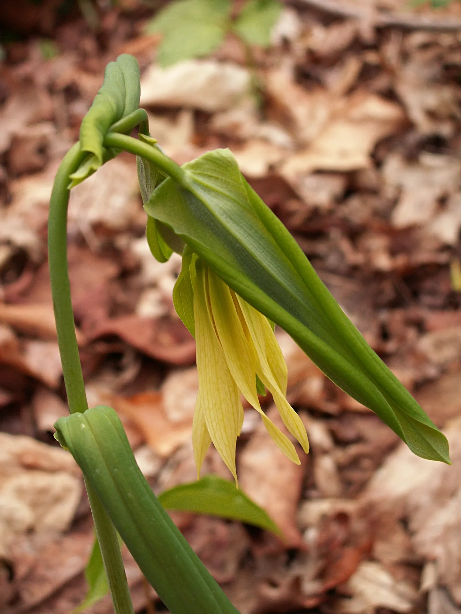 Bellwort (Uvularia Grandiflora) — commonly known as Bellwort or Large-flowered Bellwort; its lance-shaped leaves clasp the stem, giving a twisted, image 47