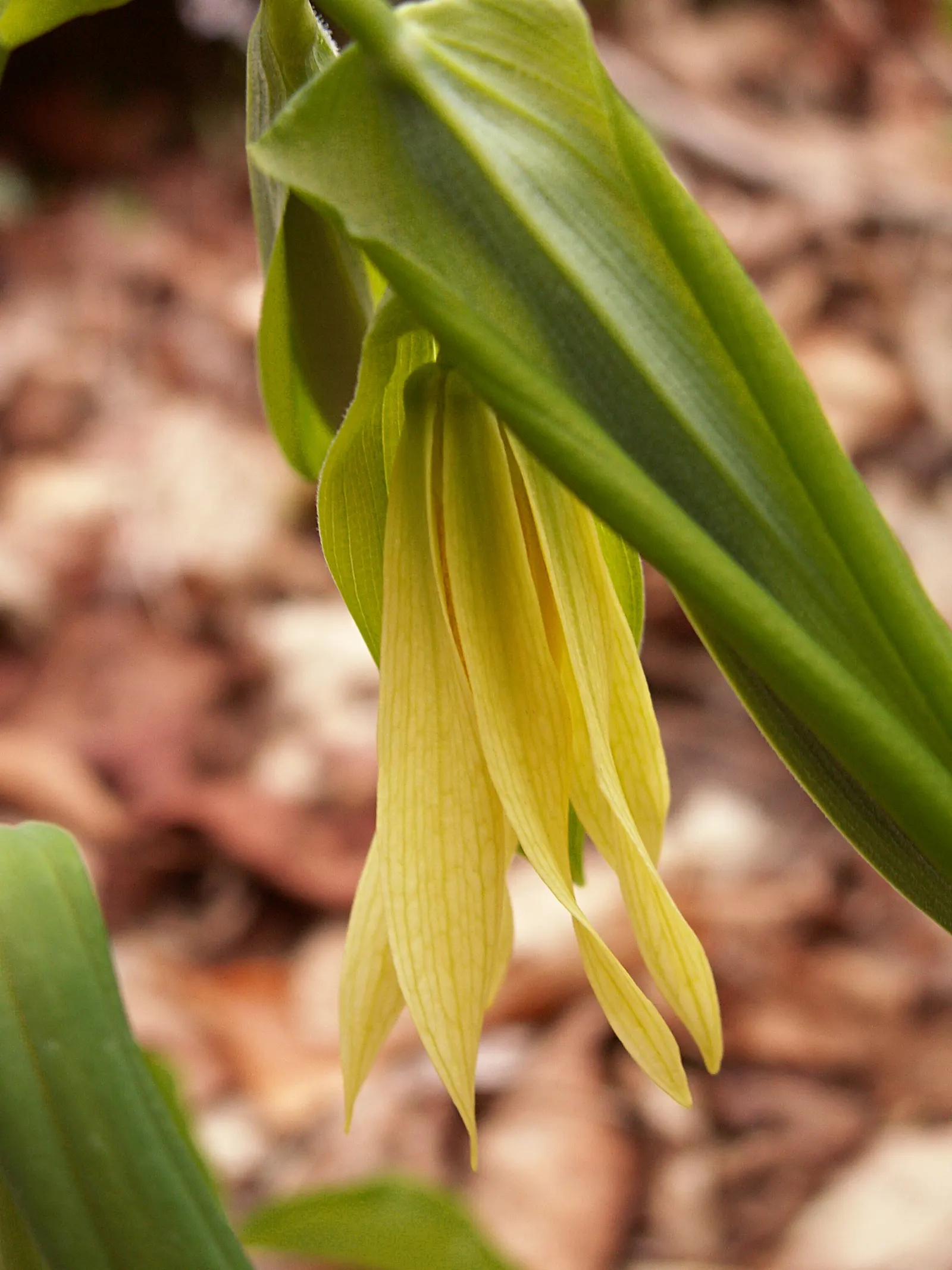 Bellwort (Uvularia Grandiflora) — A component of the Colchicaceae family; smooth texture that adds to its visual appeal