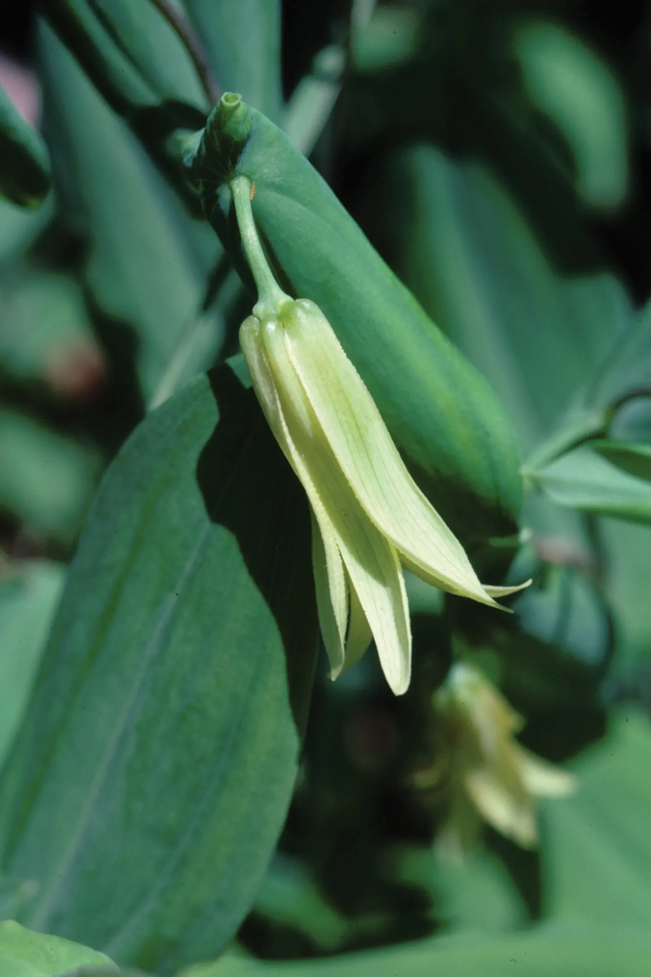 Bellwort (Uvularia Grandiflora) — naturalistic accent to shade gardens; which are approximately 1 to 2 inches in length, image 75