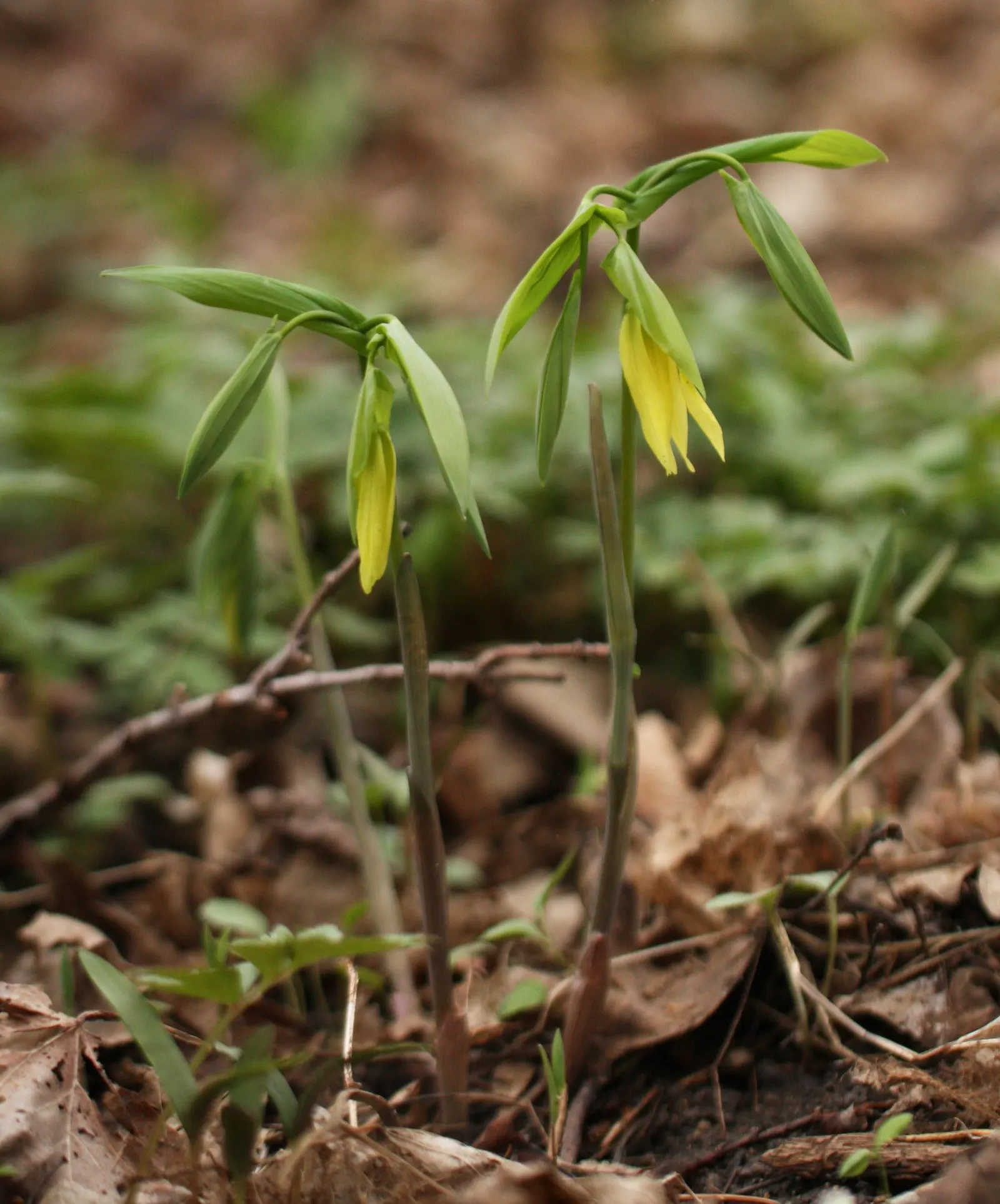 Bellwort (Uvularia Grandiflora) — bulb / perennial with yellow blooms
