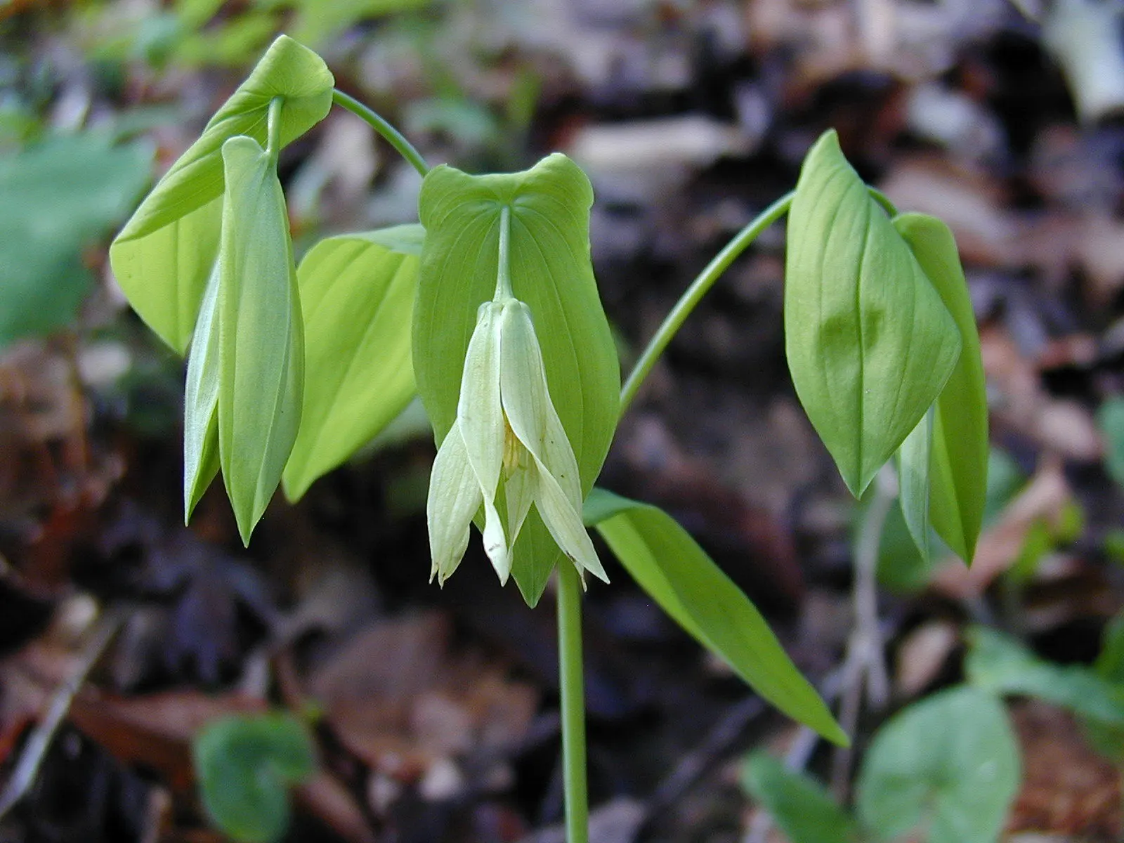 Bellwort (Uvularia Grandiflora) — commonly known as Bellwort or Large-flowered Bellwort; its lance-shaped leaves clasp the stem, giving a twisted, image 116