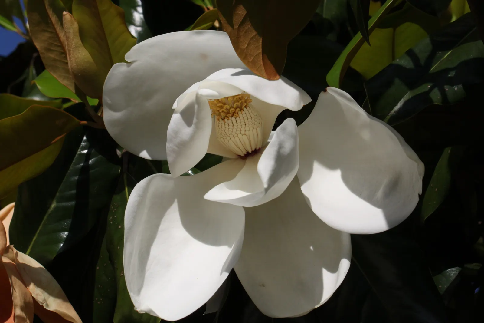 Southern Magnolia (Magnolia Grandiflora Espalier) — Ideal for creating a lush, vertical accent in limited spaces with well-draining, acidic soil, image 42