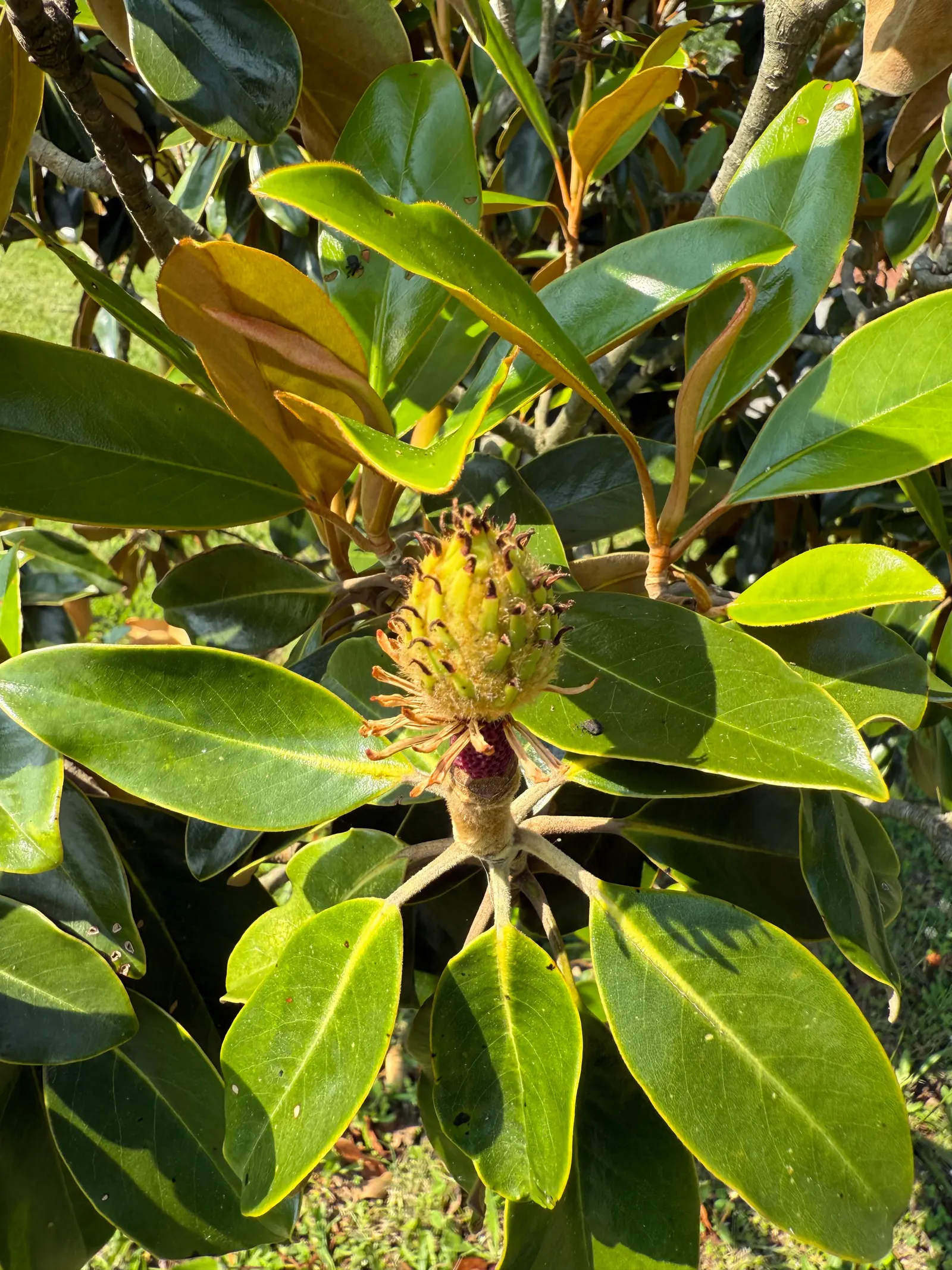 Southern Magnolia (Magnolia Grandiflora Espalier) — it is trained to grow in a flat; or Magnolia grandiflora 'Espalier', image 63