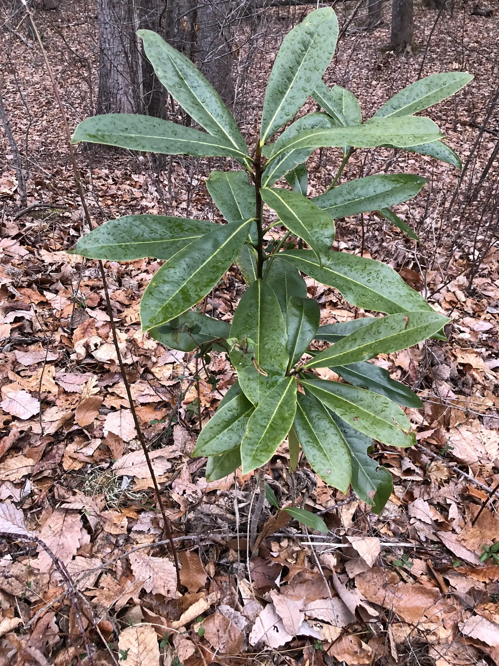 Southern Magnolia (Magnolia Grandiflora Espalier) — which can grow up to 8 inches long, image 29