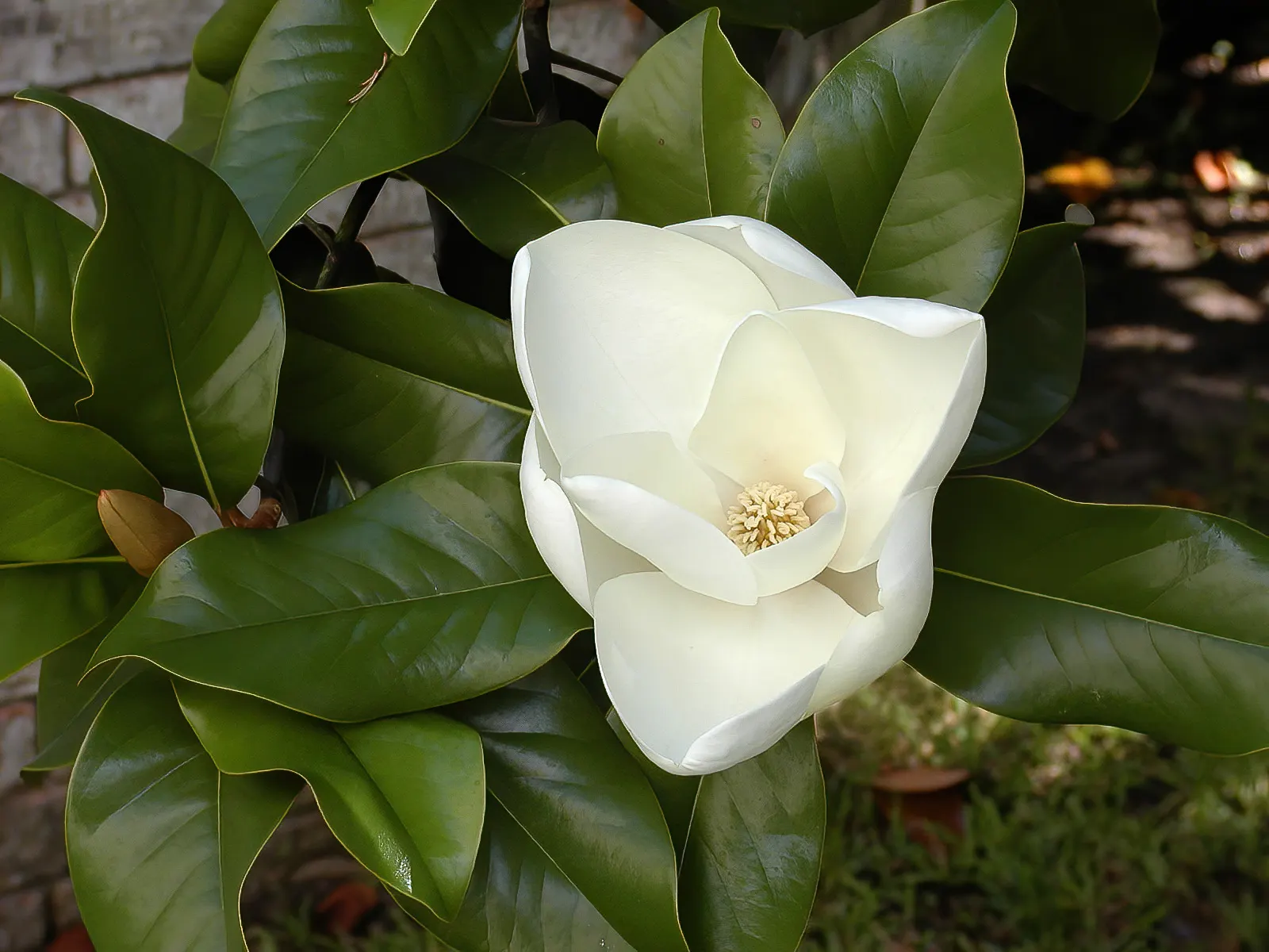 Southern Magnolia (Magnolia Grandiflora Espalier) — Hardy in USDA zones 7 through 10