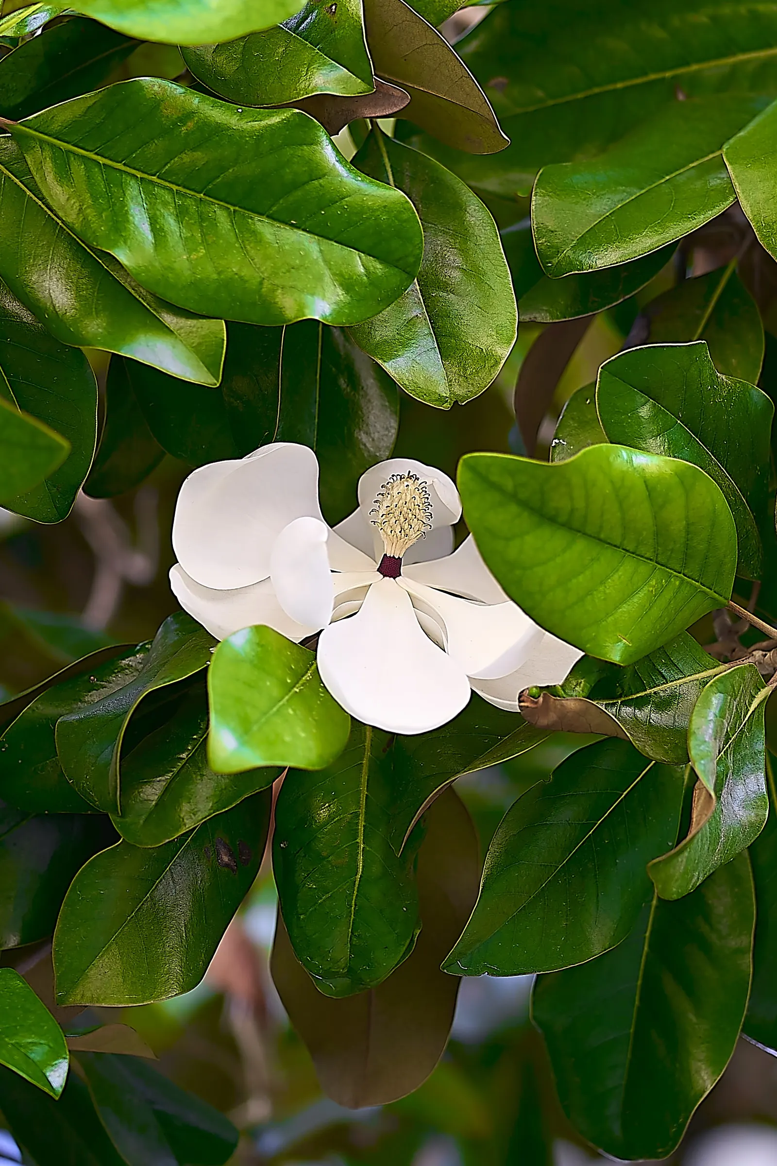 Southern Magnolia (Magnolia Grandiflora Espalier) — or Magnolia grandiflora 'Espalier'; ideal for creating a lush, vertical accent in limited, image 58