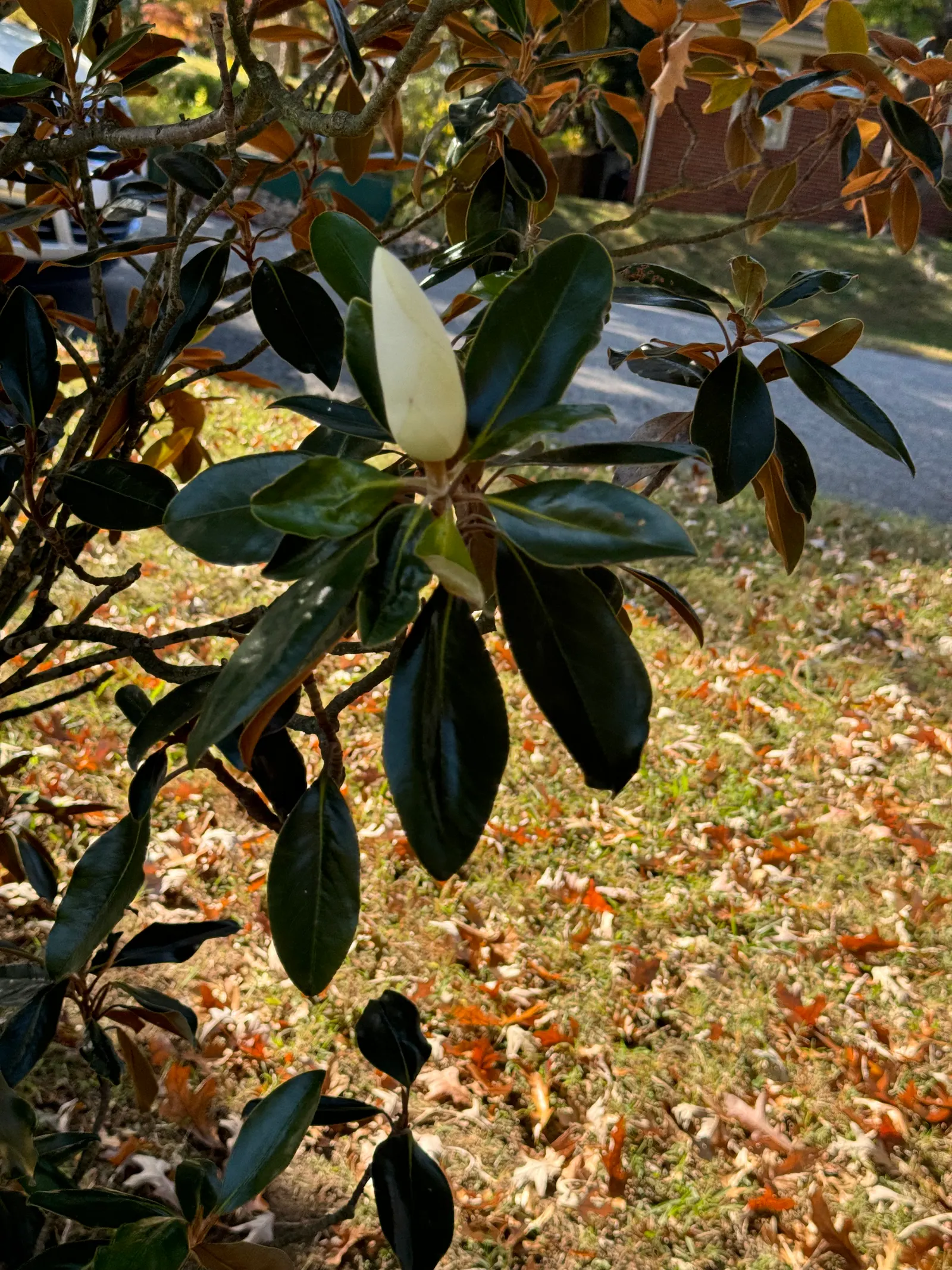 Southern Magnolia (Magnolia Grandiflora Espalier) — Ideal for creating a lush, vertical accent in limited spaces with well-draining, acidic soil, image 80