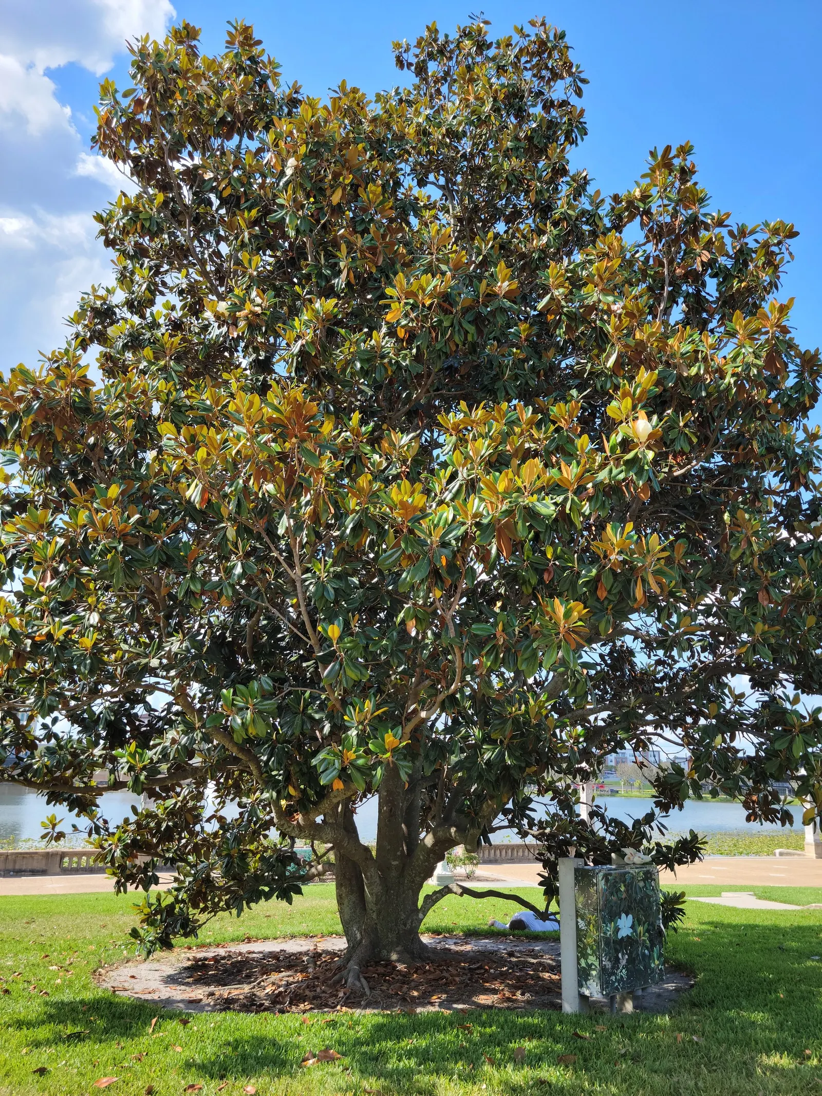 Southern Magnolia (Magnolia Grandiflora Espalier) — this architectural plant features glossy; it requires regular watering