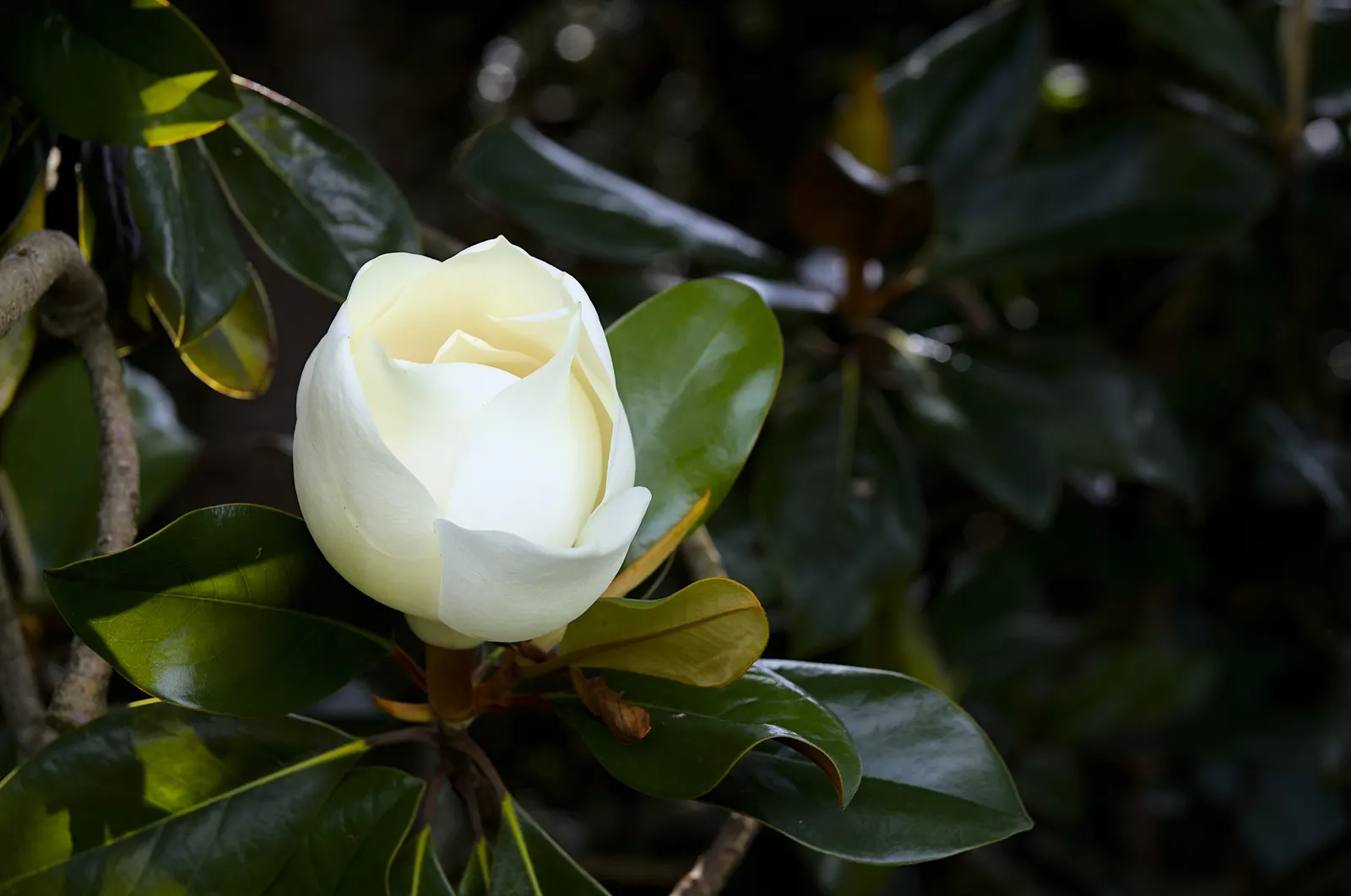 Southern Magnolia (Magnolia Grandiflora Espalier) — white flowers in the garden; as an espalier, it's trained to grow flat against a structure, reaching up to
