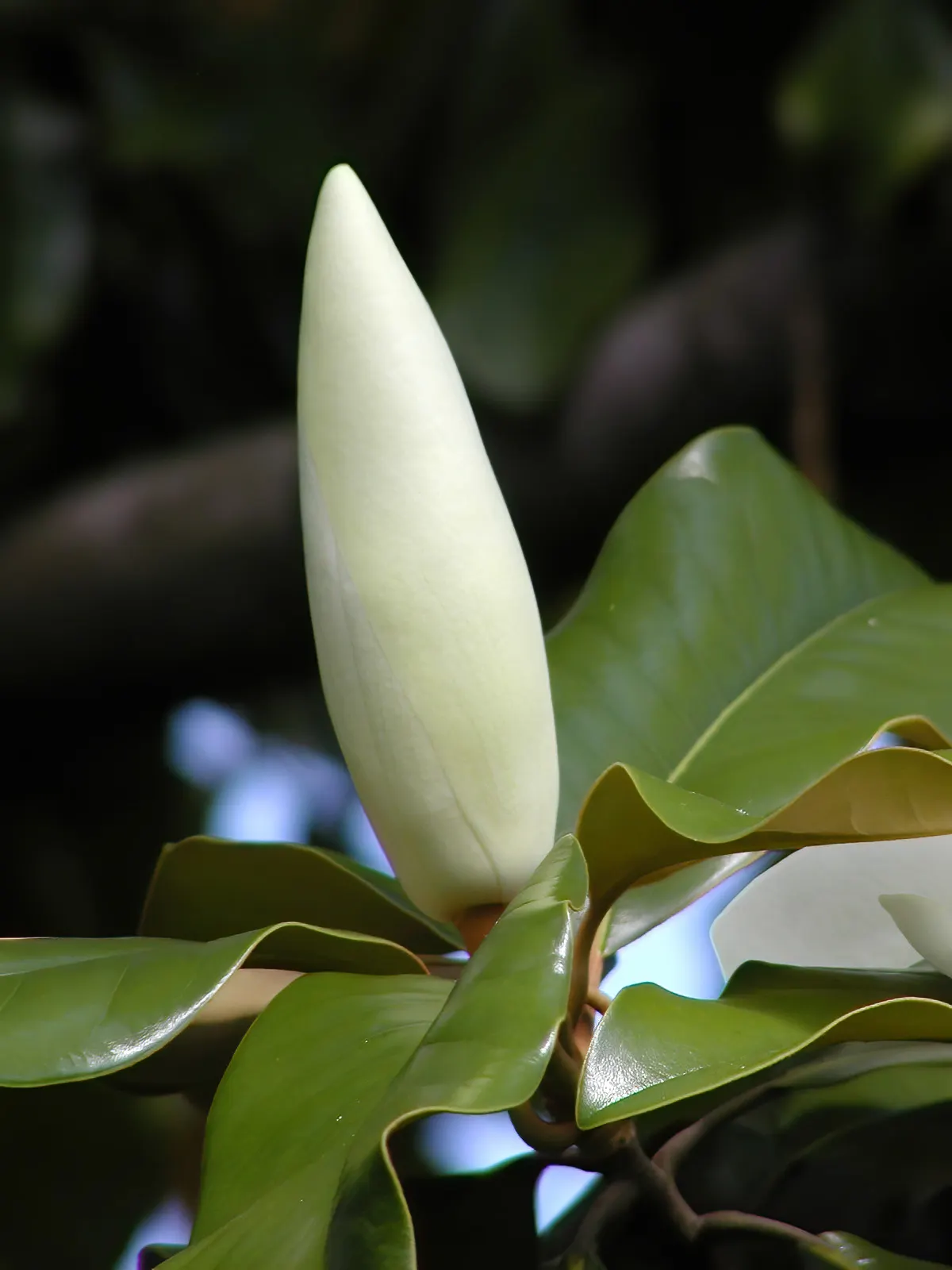 Southern Magnolia (Magnolia Grandiflora Espalier) — tree with white blooms