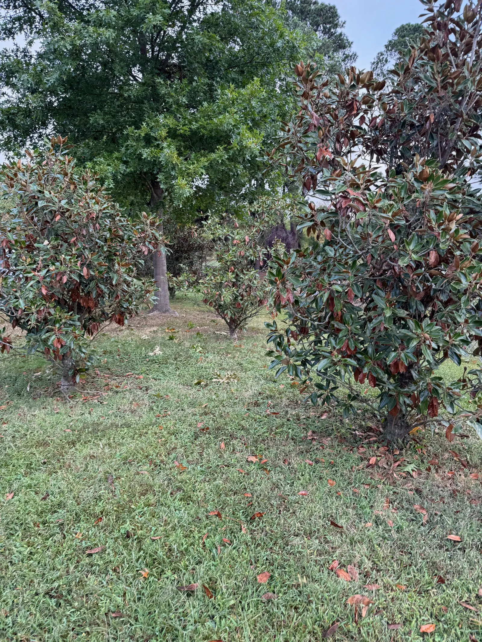 Southern Magnolia (Magnolia Grandiflora Espalier) — it requires regular watering