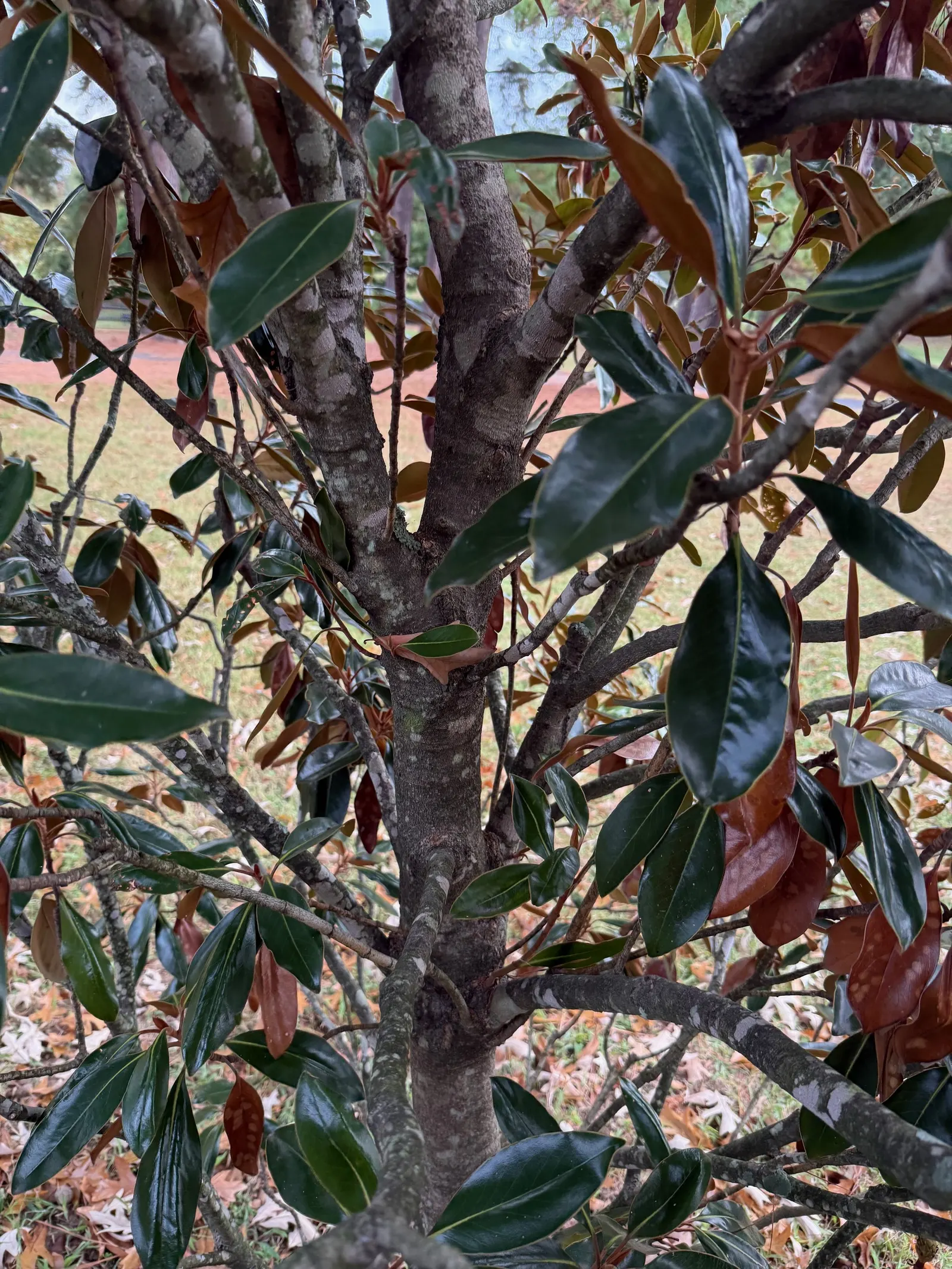 Southern Magnolia (Magnolia Grandiflora Espalier) — creamy white and fragrant blossoms; this plant prefers full sun to partial shade and flourishes, image 43