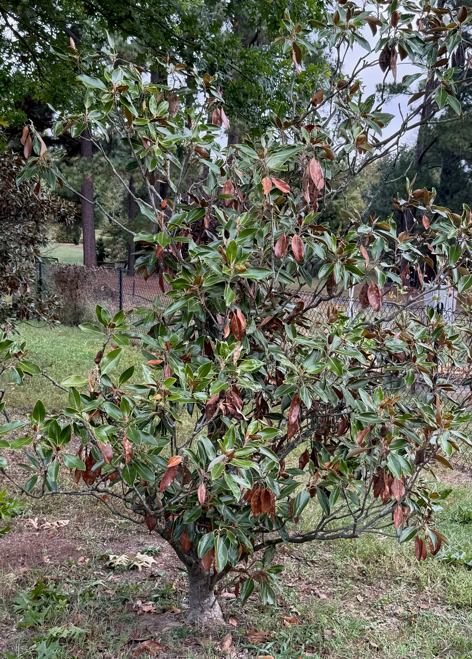 Southern Magnolia (Magnolia Grandiflora Espalier) — which can grow up to 8 inches long