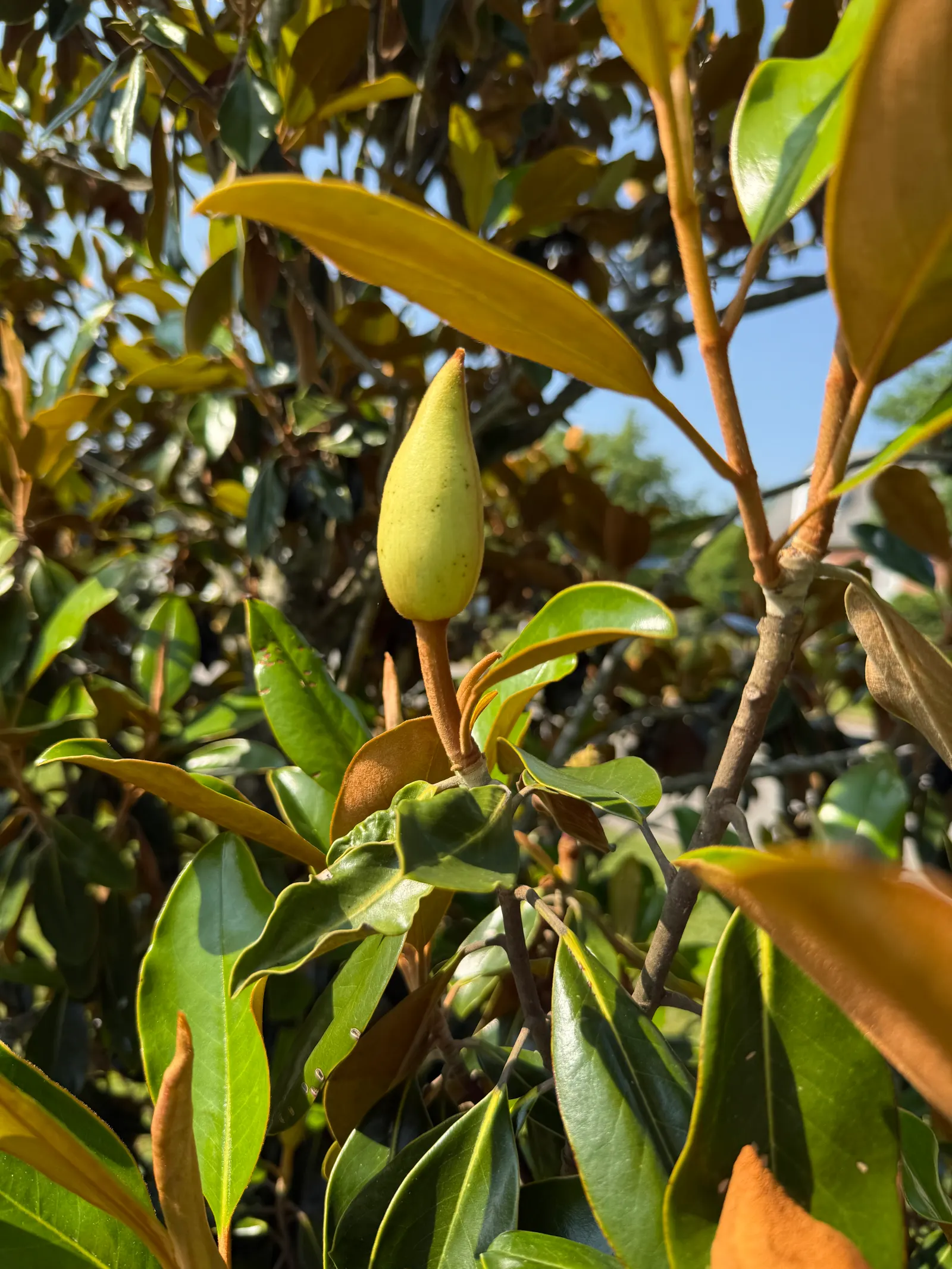 Southern Magnolia (Magnolia Grandiflora Espalier) — with a spread of 6 to 10 feet; this architectural plant features glossy, image 83