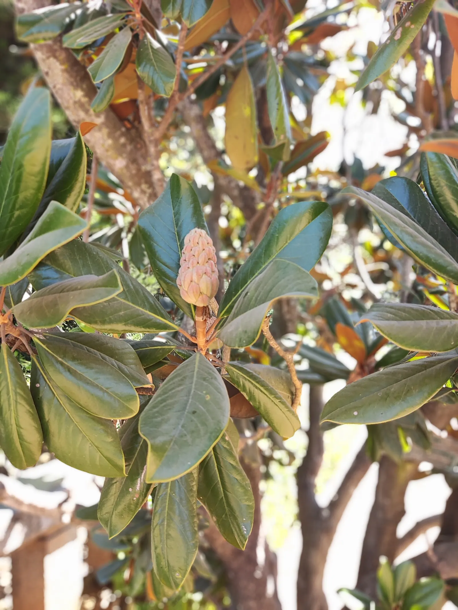 Southern Magnolia (Magnolia Grandiflora Espalier) — it is trained to grow in a flat; or Magnolia grandiflora 'Espalier', image 44
