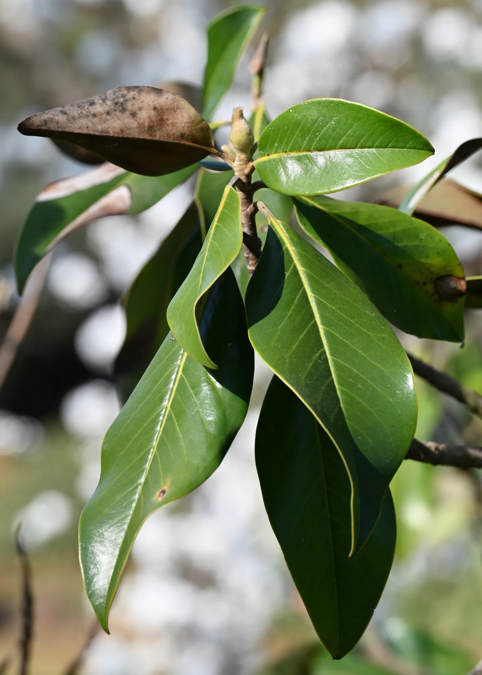 Southern Magnolia (Magnolia Grandiflora Espalier) — As an espalier, it's trained to grow flat against a structure, reaching up to 20 feet tall and 10 feet wide