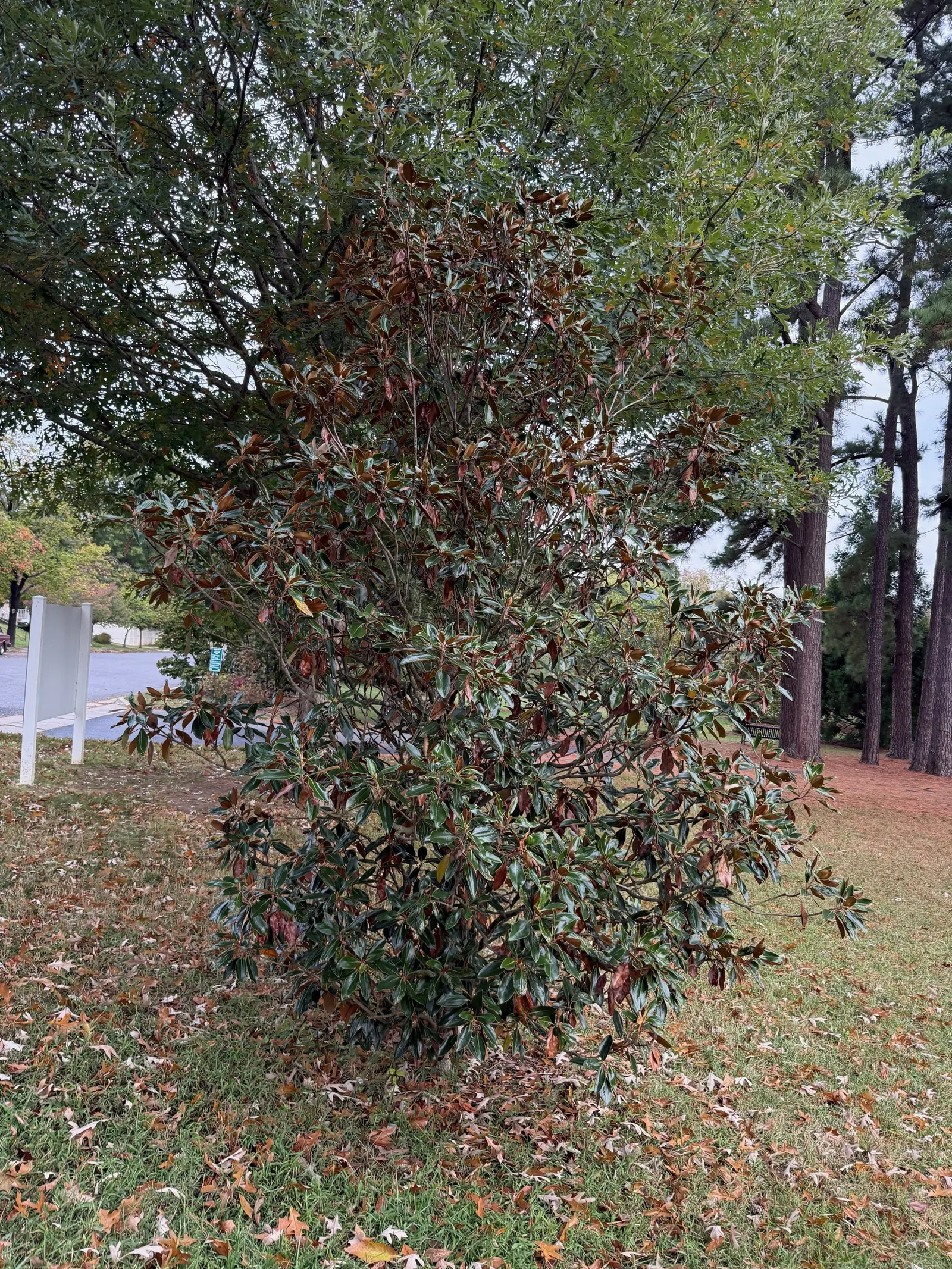 Southern Magnolia (Magnolia Grandiflora Espalier) — it requires regular watering; with a spread of 6 to 10 feet, image 53